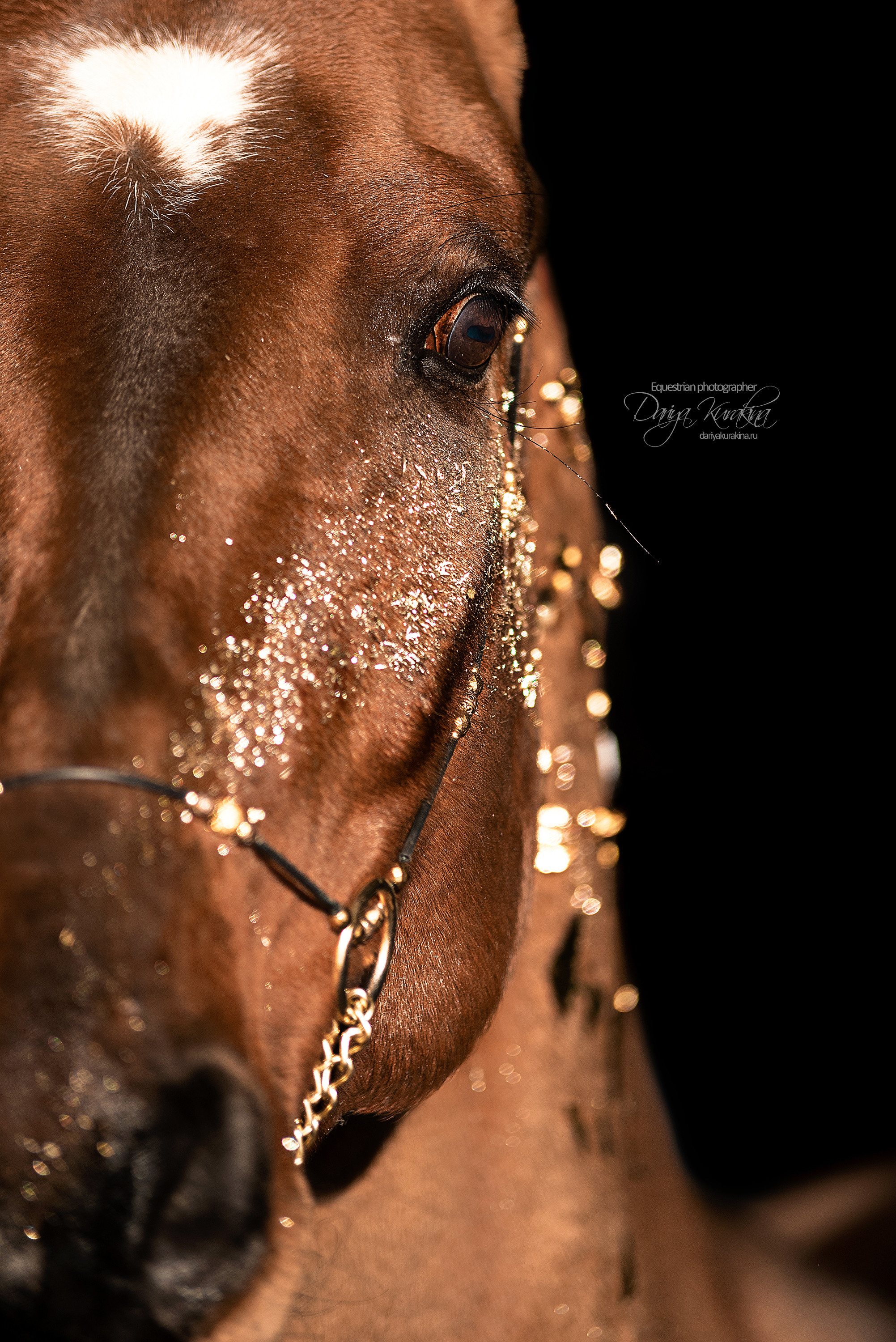 Сияние. Конный фотограф Куракина Дарья • Фотосессии с лошадьми