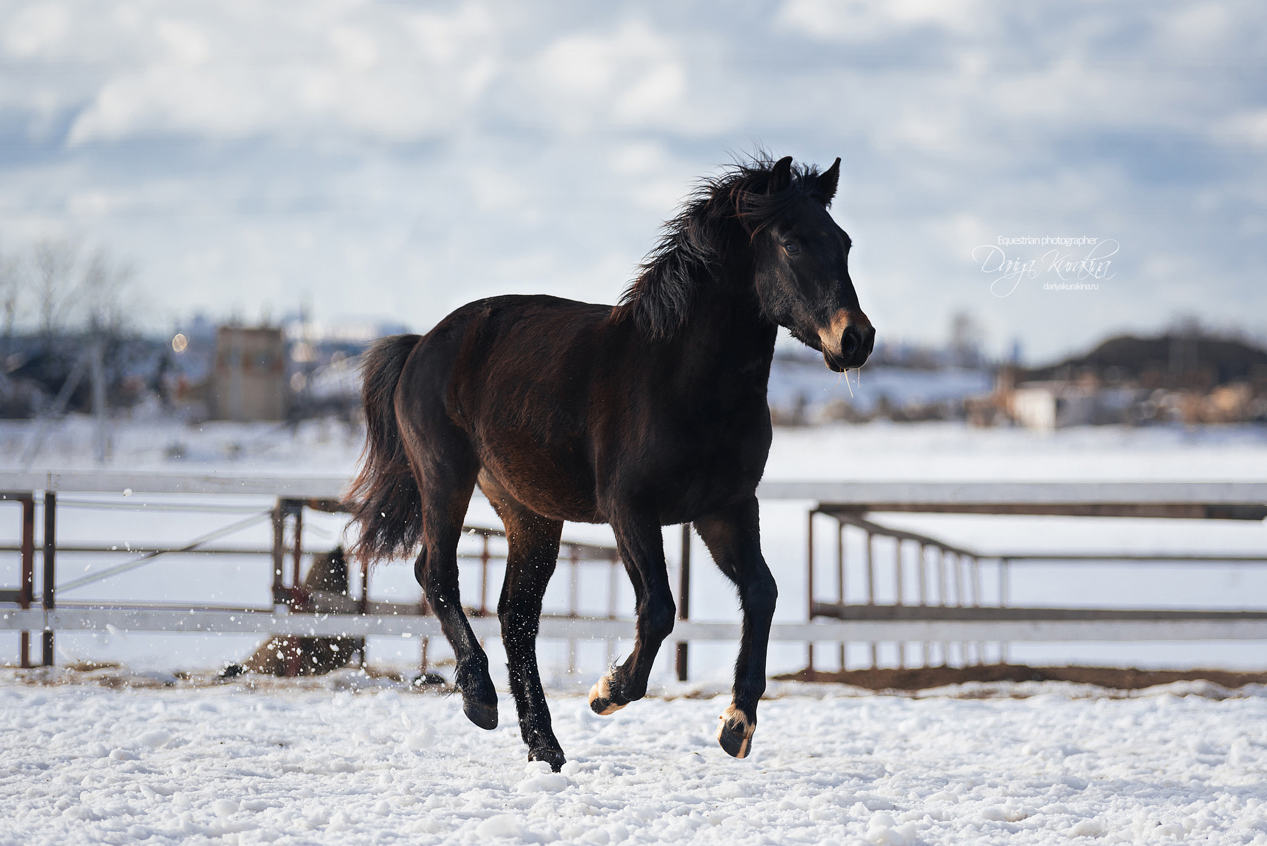 Кроули. Конный фотограф Куракина Дарья • Фотосессии с лошадьми