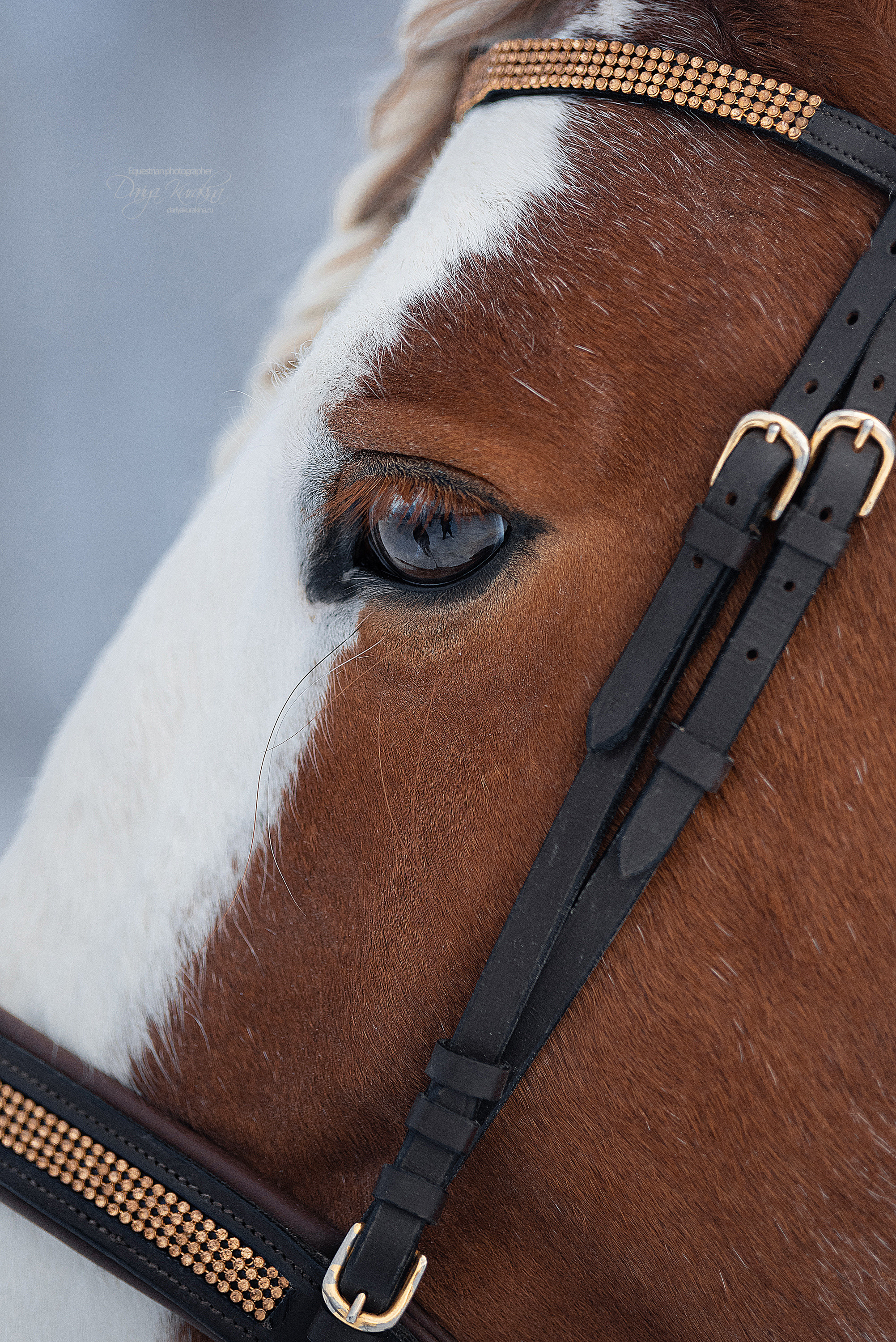 Лафарейдо. Конный фотограф Куракина Дарья • Фотосессии с лошадьми