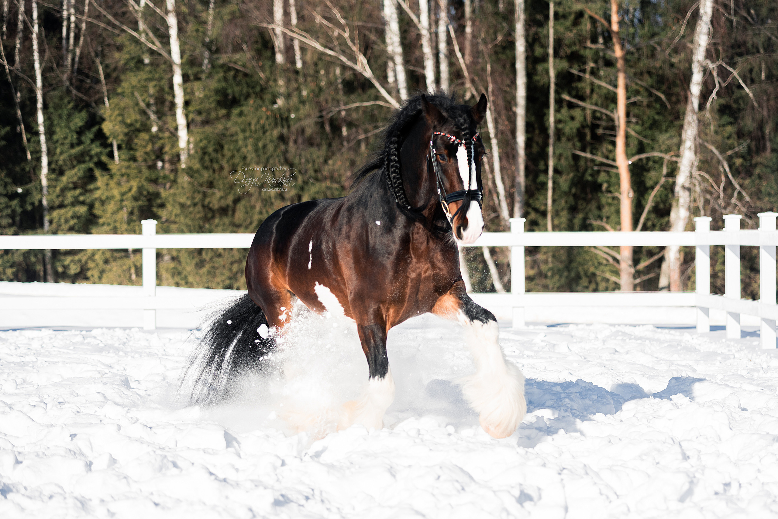 Лафарейдо. Конный фотограф Куракина Дарья • Фотосессии с лошадьми