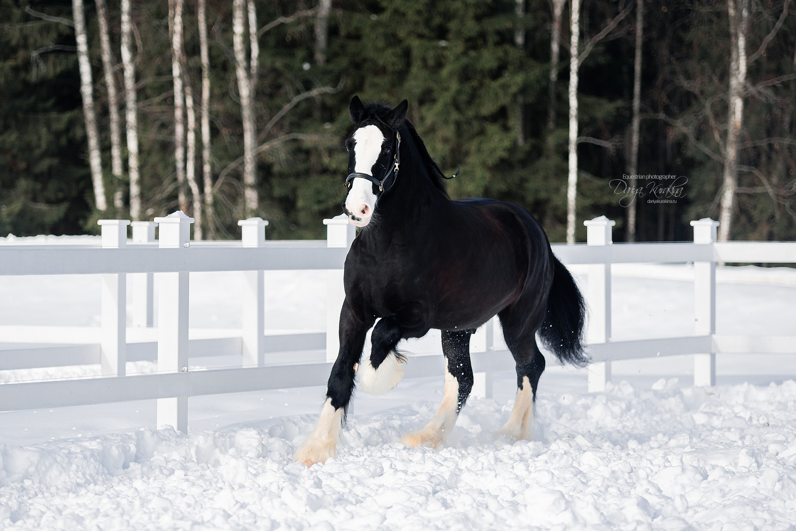 Лафарейдо. Конный фотограф Куракина Дарья • Фотосессии с лошадьми