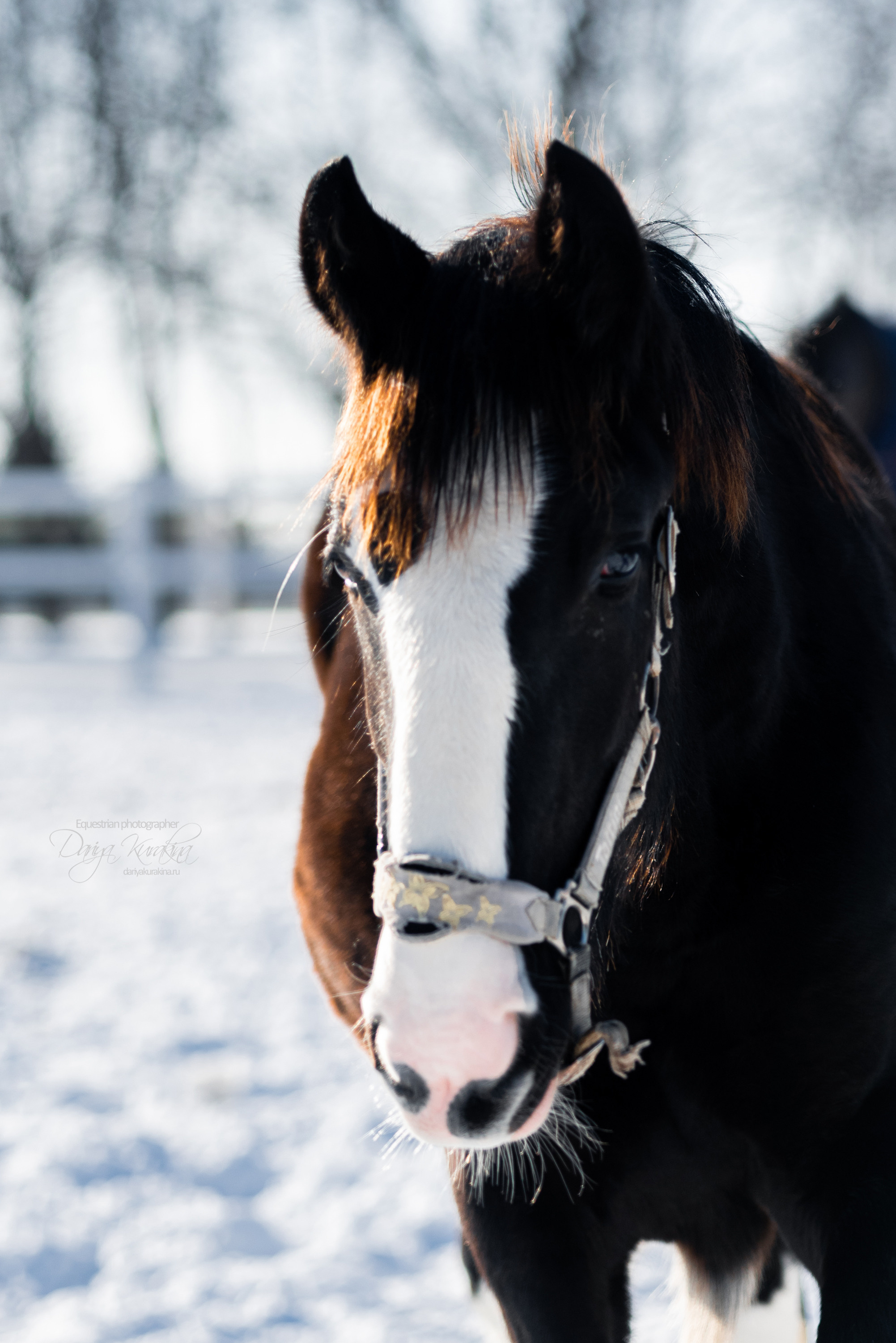 Лафарейдо. Конный фотограф Куракина Дарья • Фотосессии с лошадьми