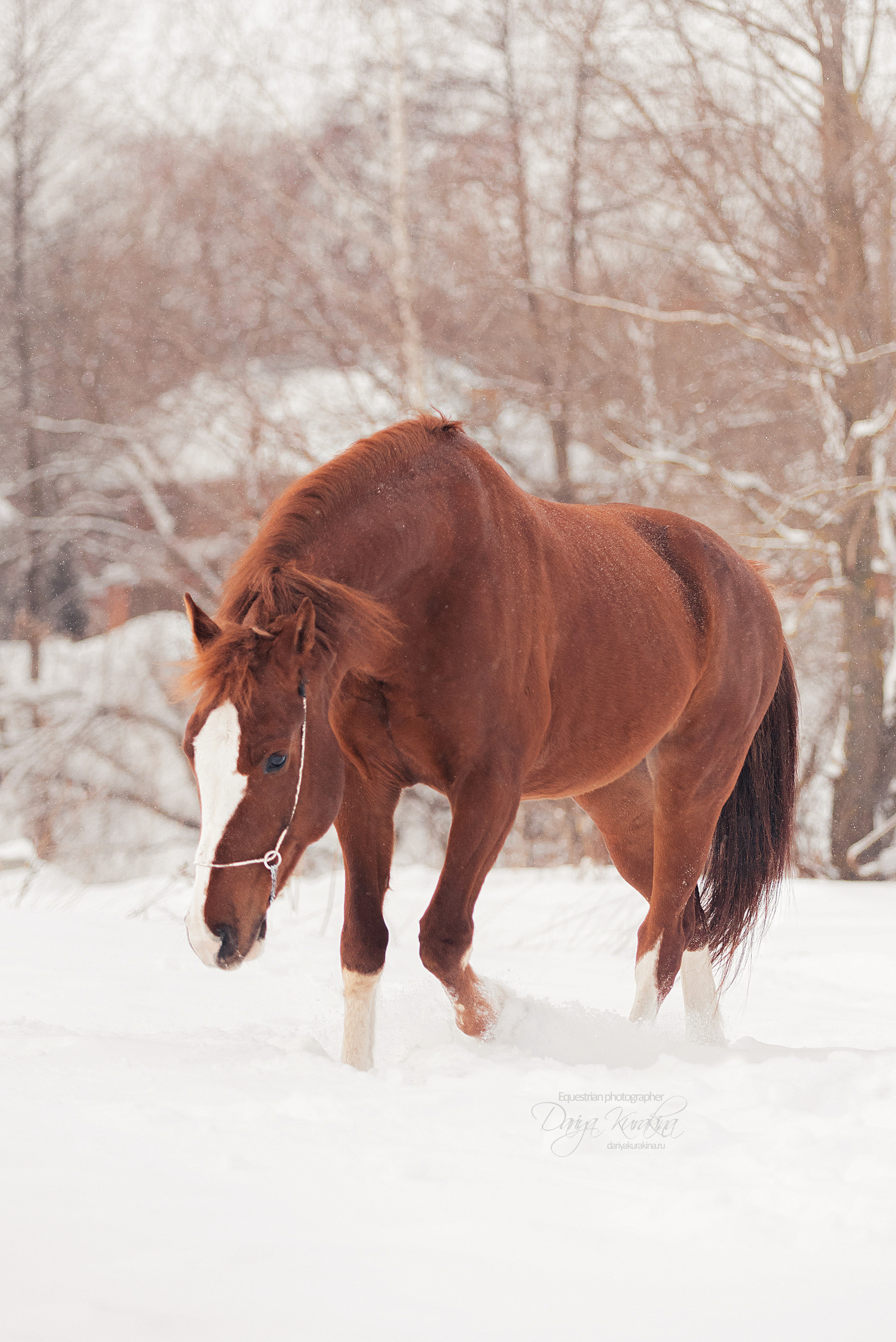 Атос. Конный фотограф Куракина Дарья • Фотосессии с лошадьми