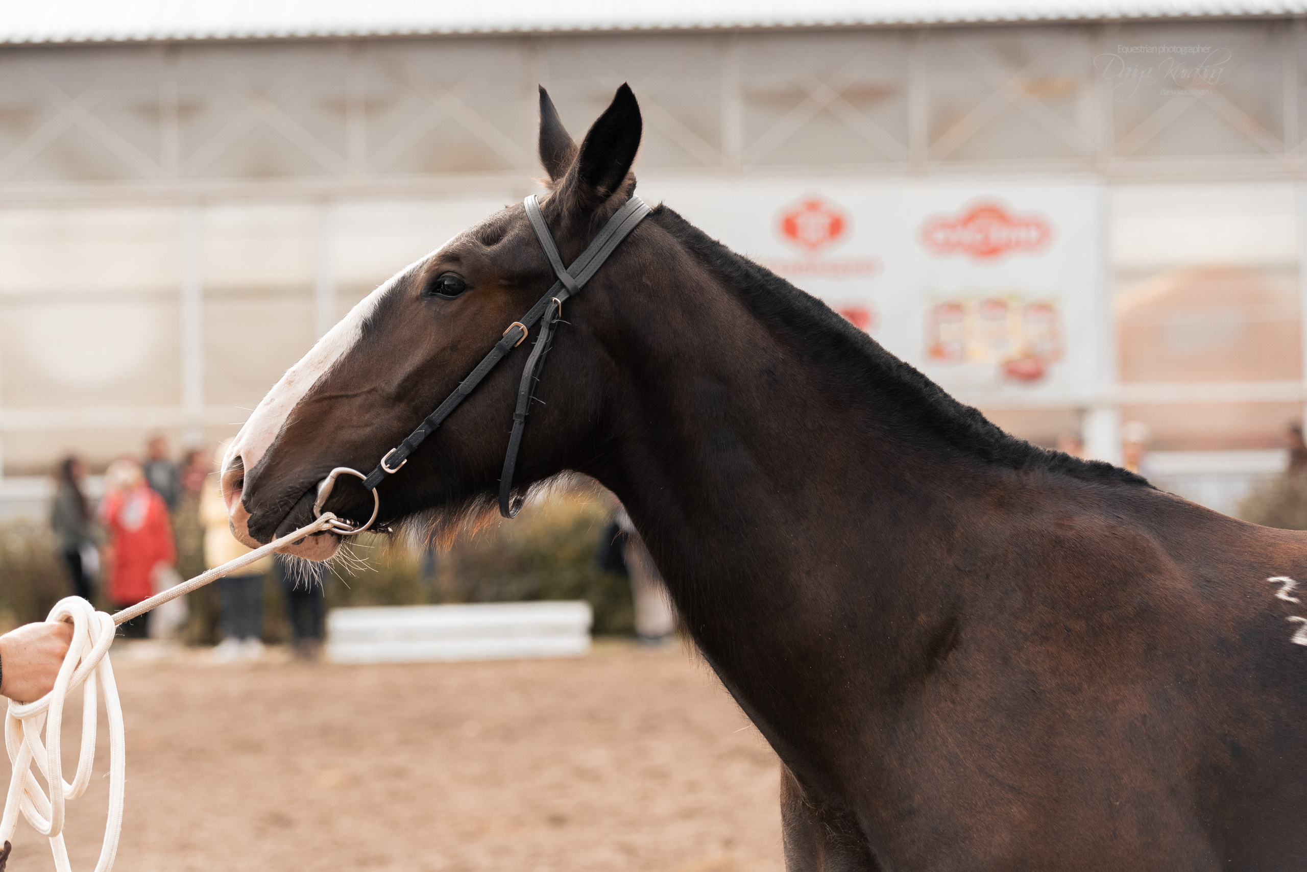 Богдарня. Конный фотограф Куракина Дарья • Фотосессии с лошадьми