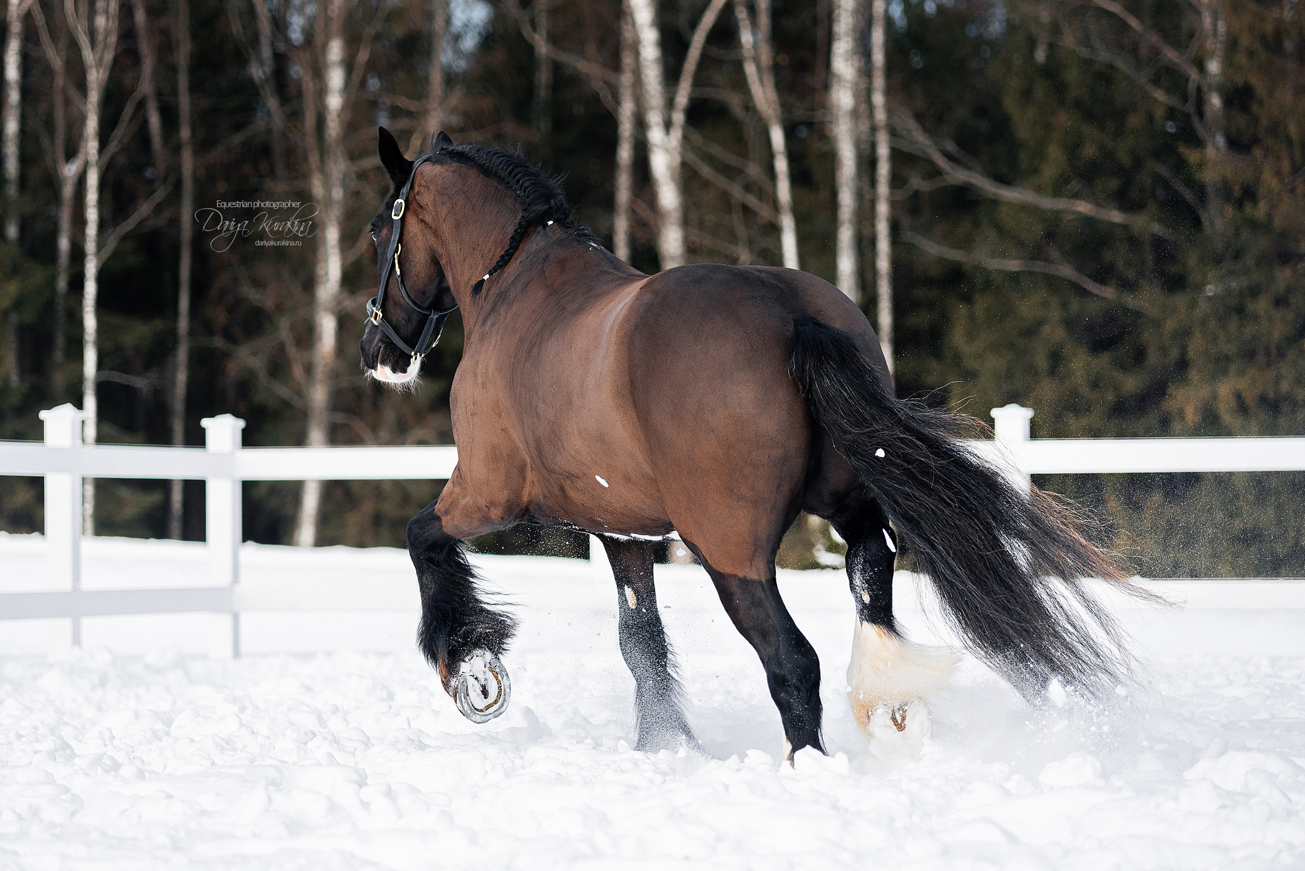 Лафарейдо. Конный фотограф Куракина Дарья • Фотосессии с лошадьми