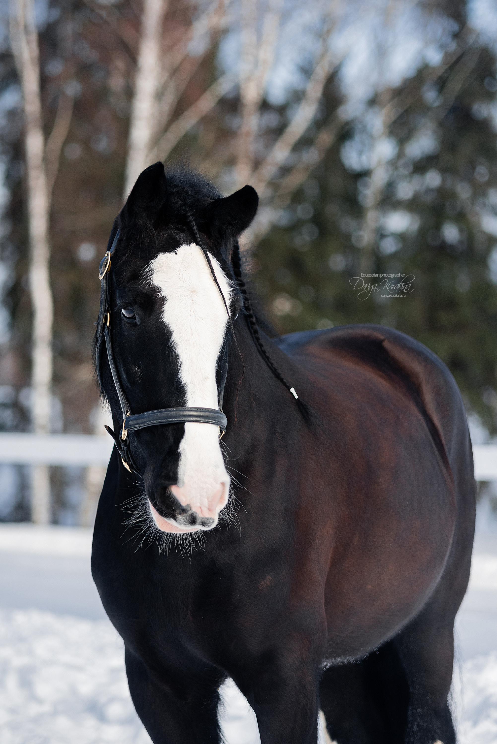 Лафарейдо. Конный фотограф Куракина Дарья • Фотосессии с лошадьми