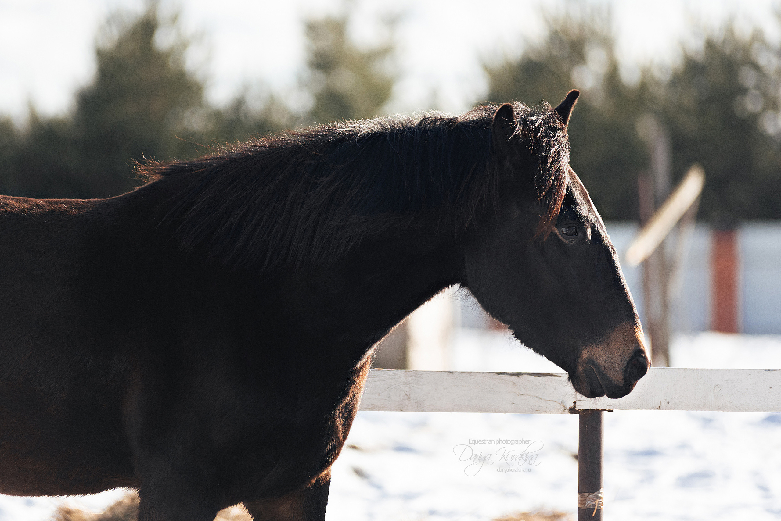 Кроули. Конный фотограф Куракина Дарья • Фотосессии с лошадьми