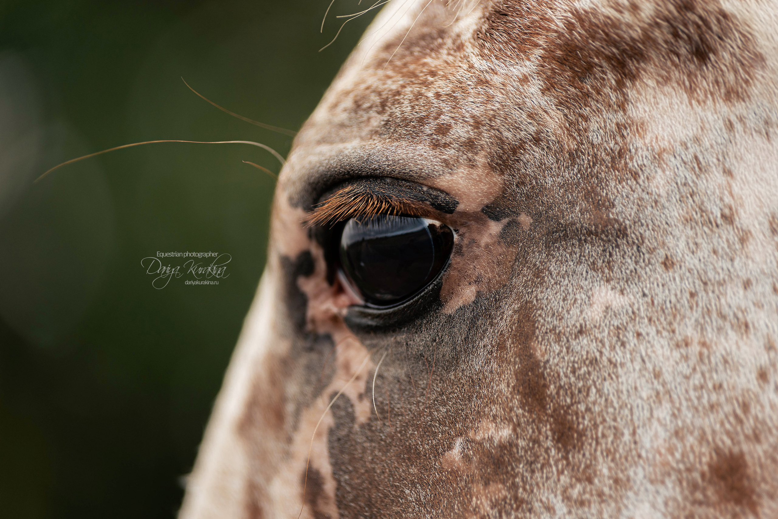 Кнабы. Конный фотограф Куракина Дарья • Фотосессии с лошадьми