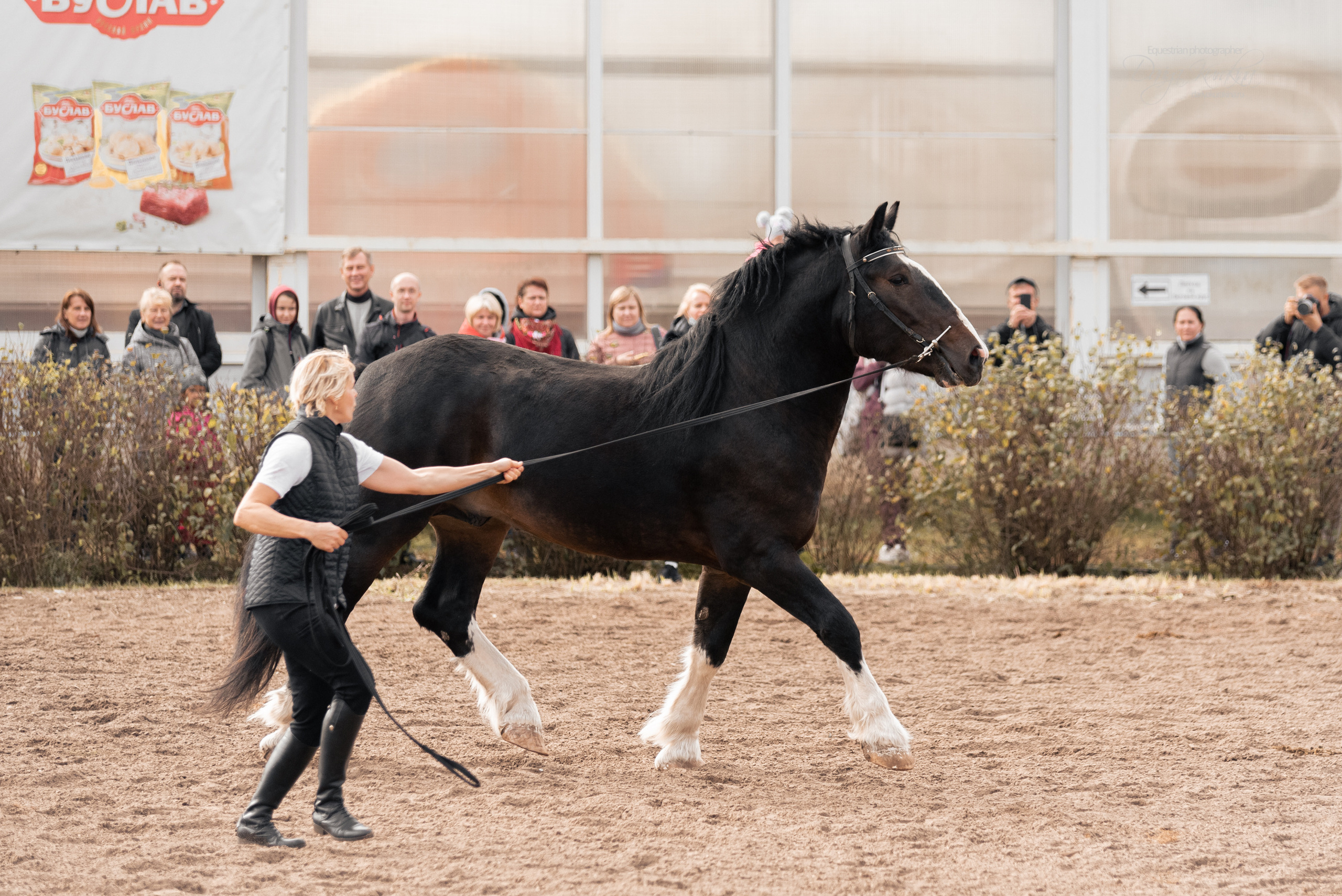 Богдарня. Конный фотограф Куракина Дарья • Фотосессии с лошадьми