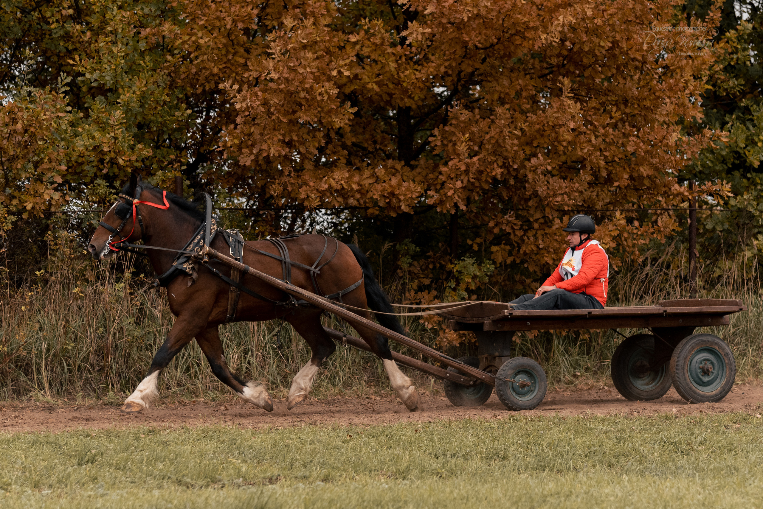 Богдарня. Конный фотограф Куракина Дарья • Фотосессии с лошадьми