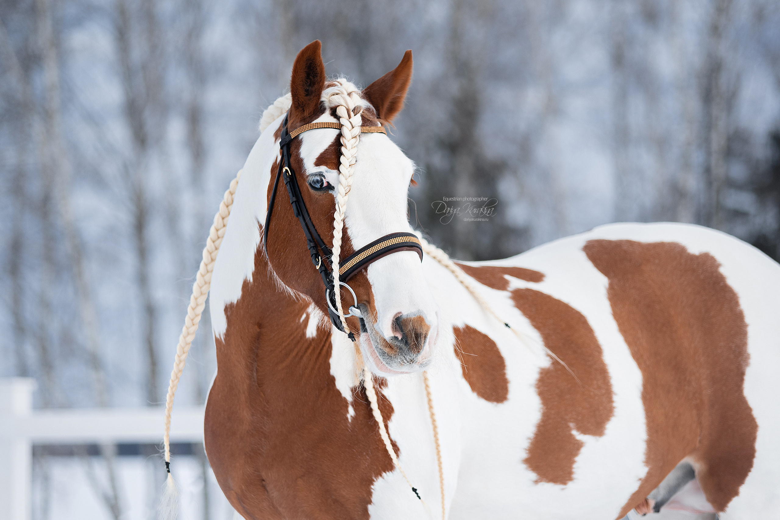 Лафарейдо. Конный фотограф Куракина Дарья • Фотосессии с лошадьми