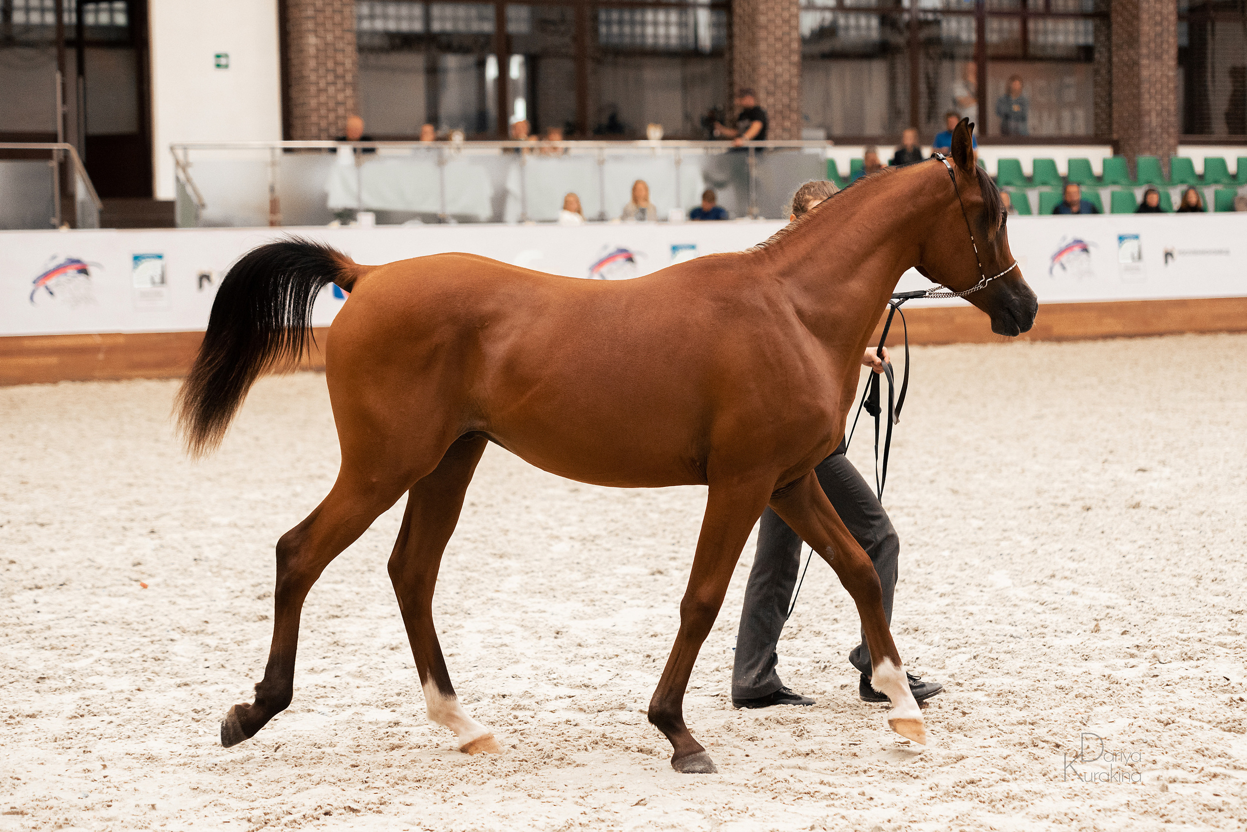 Конная Россия 2021. Конный фотограф Куракина Дарья • Фотосессии с лошадьми