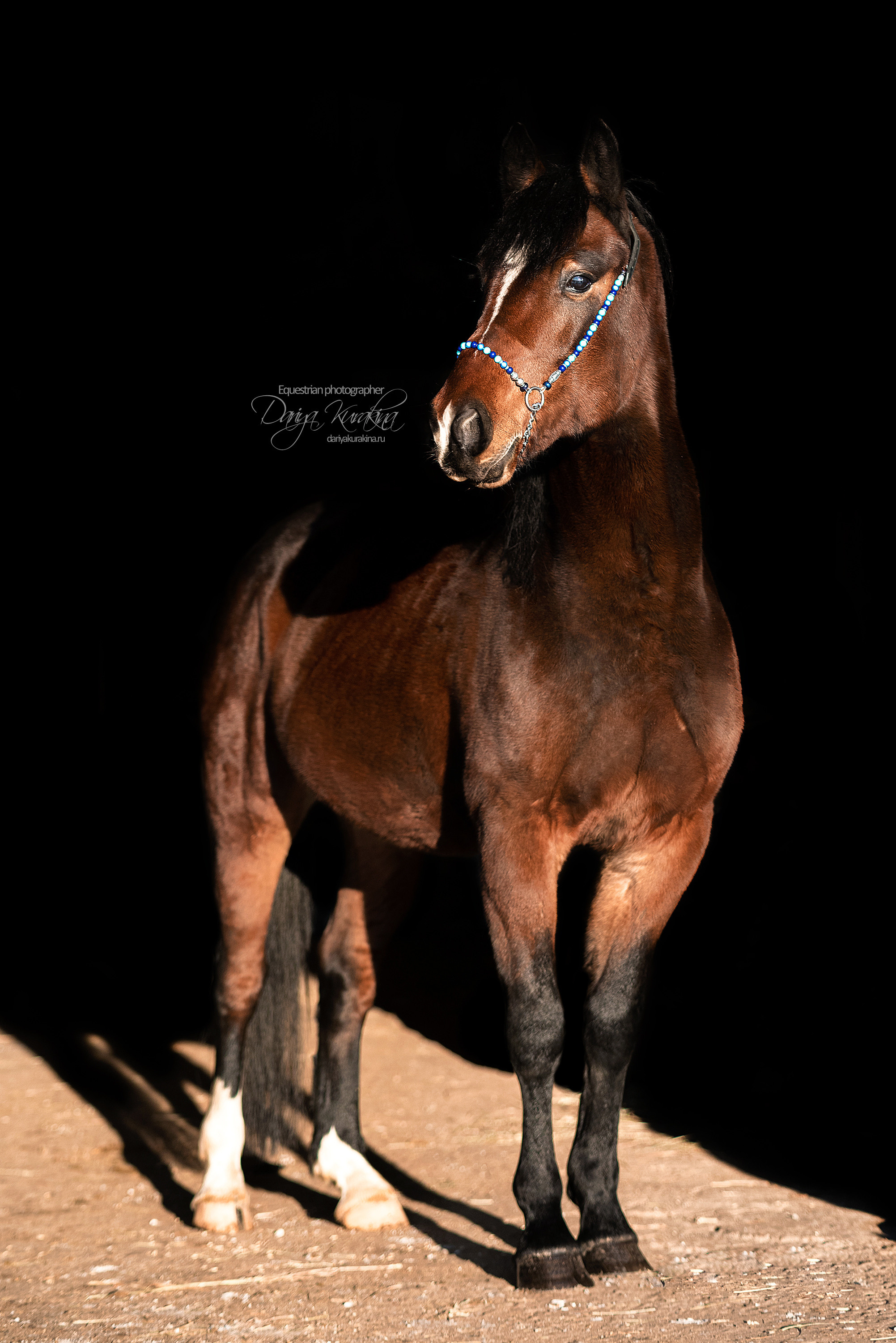 Сияние. Конный фотограф Куракина Дарья • Фотосессии с лошадьми