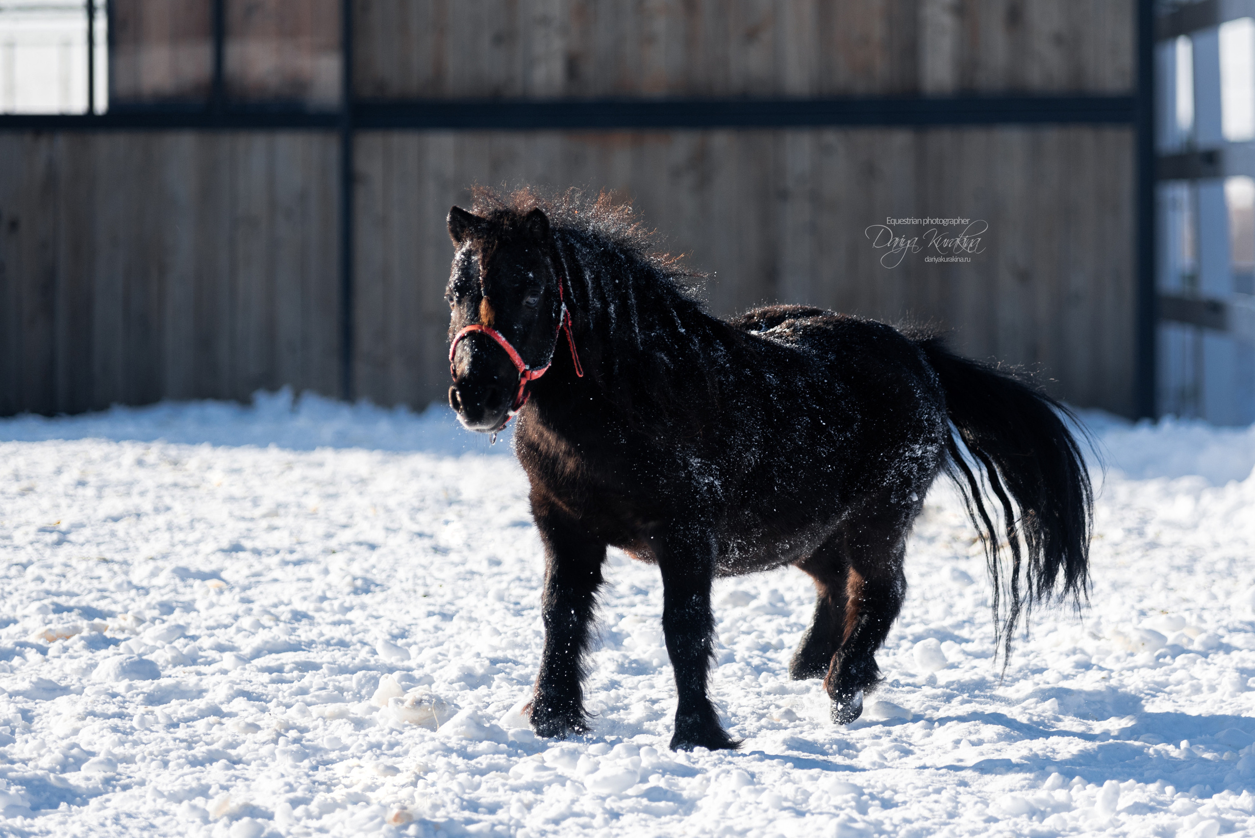 Лафарейдо. Конный фотограф Куракина Дарья • Фотосессии с лошадьми