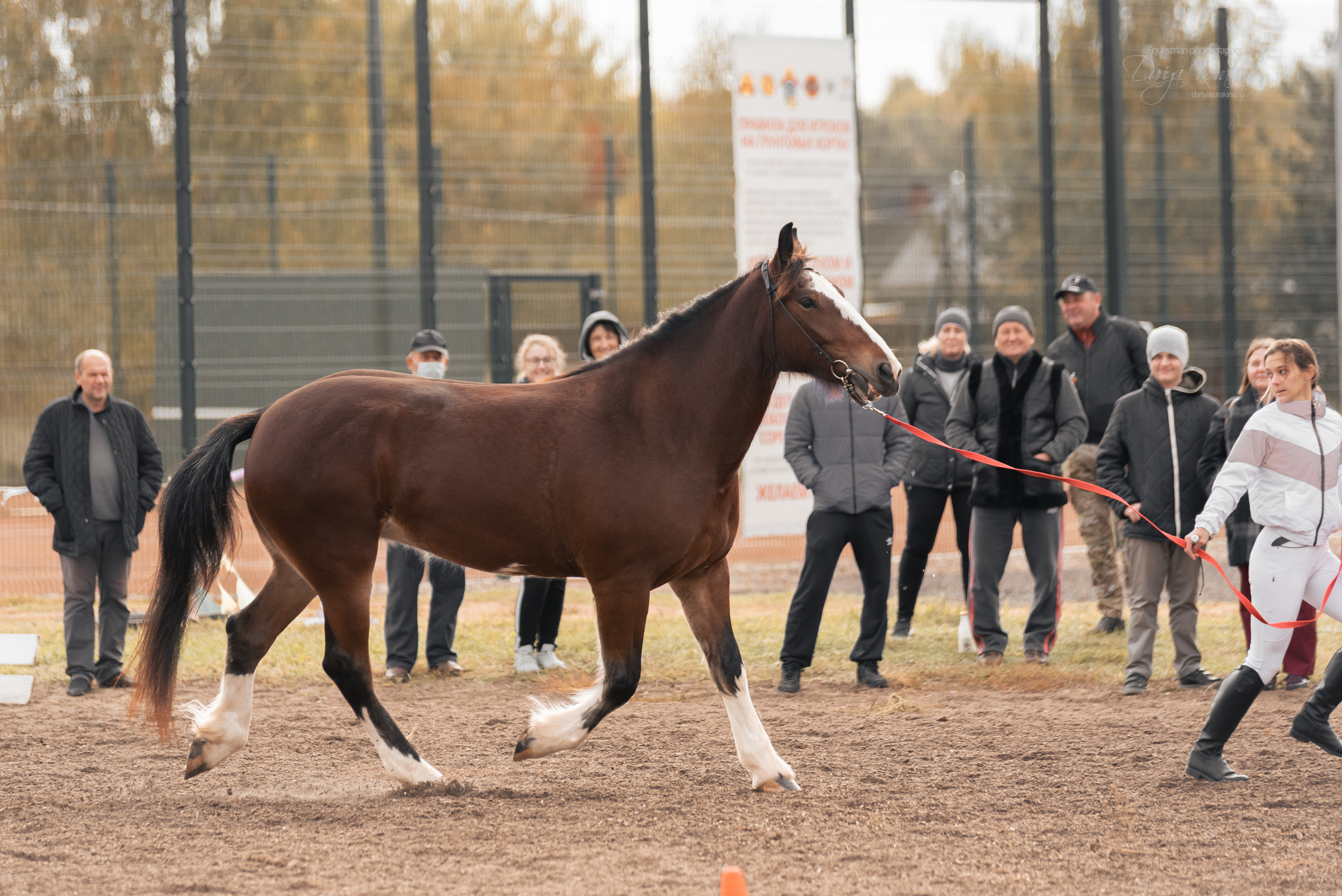 Богдарня. Конный фотограф Куракина Дарья • Фотосессии с лошадьми