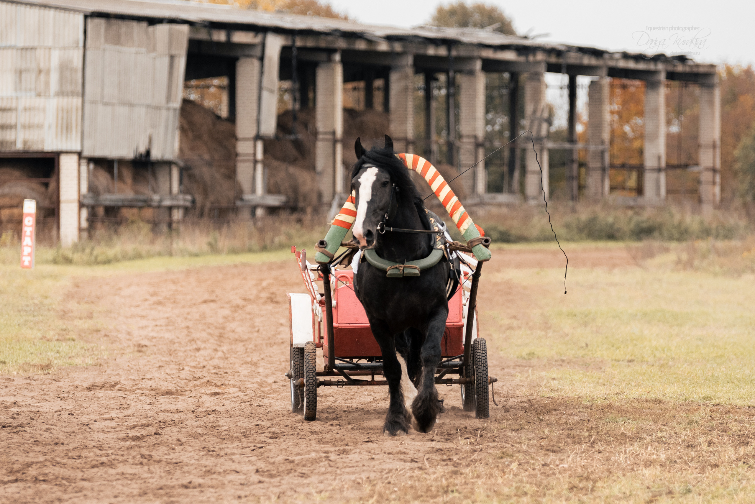 Богдарня. Конный фотограф Куракина Дарья • Фотосессии с лошадьми