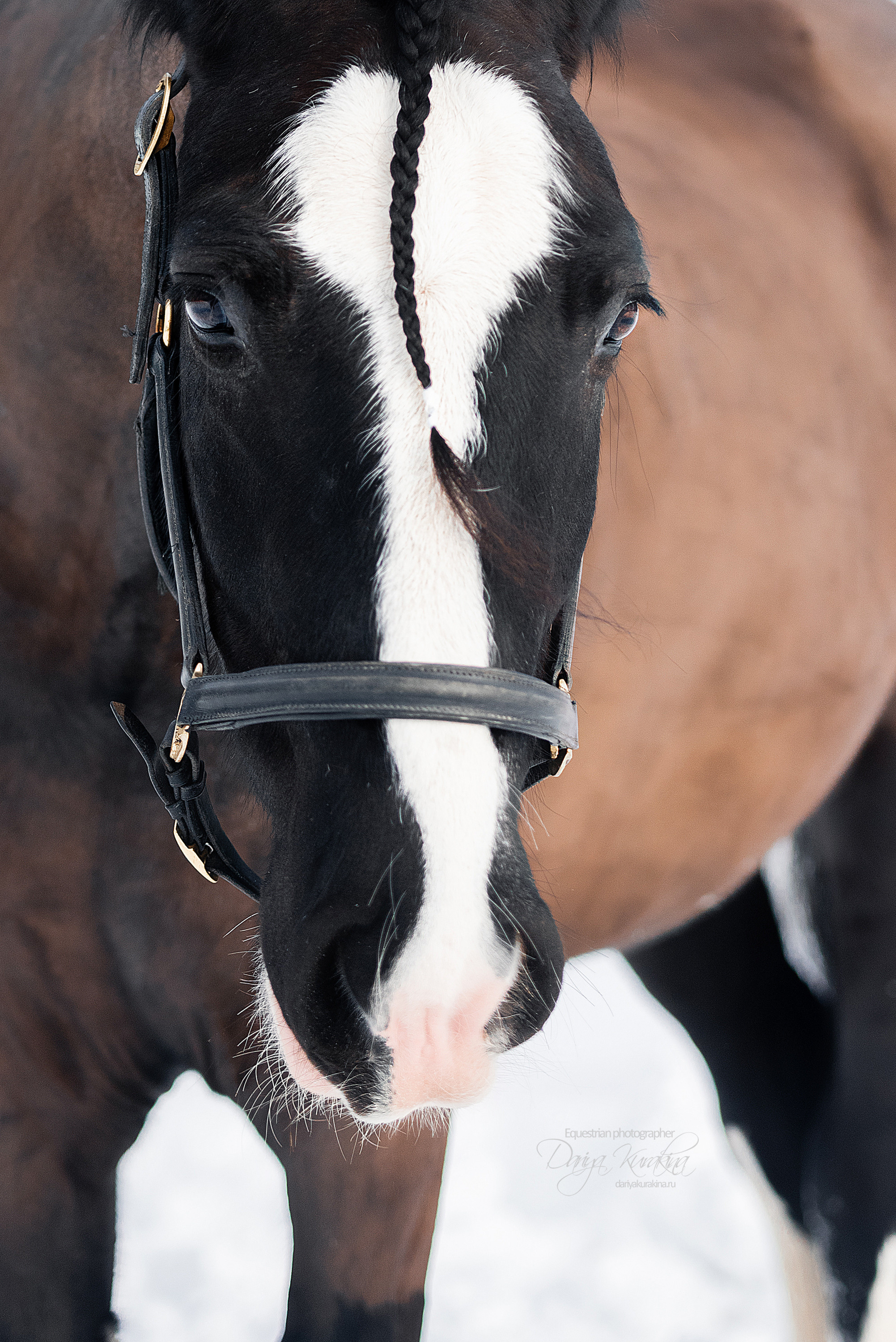 Лафарейдо. Конный фотограф Куракина Дарья • Фотосессии с лошадьми