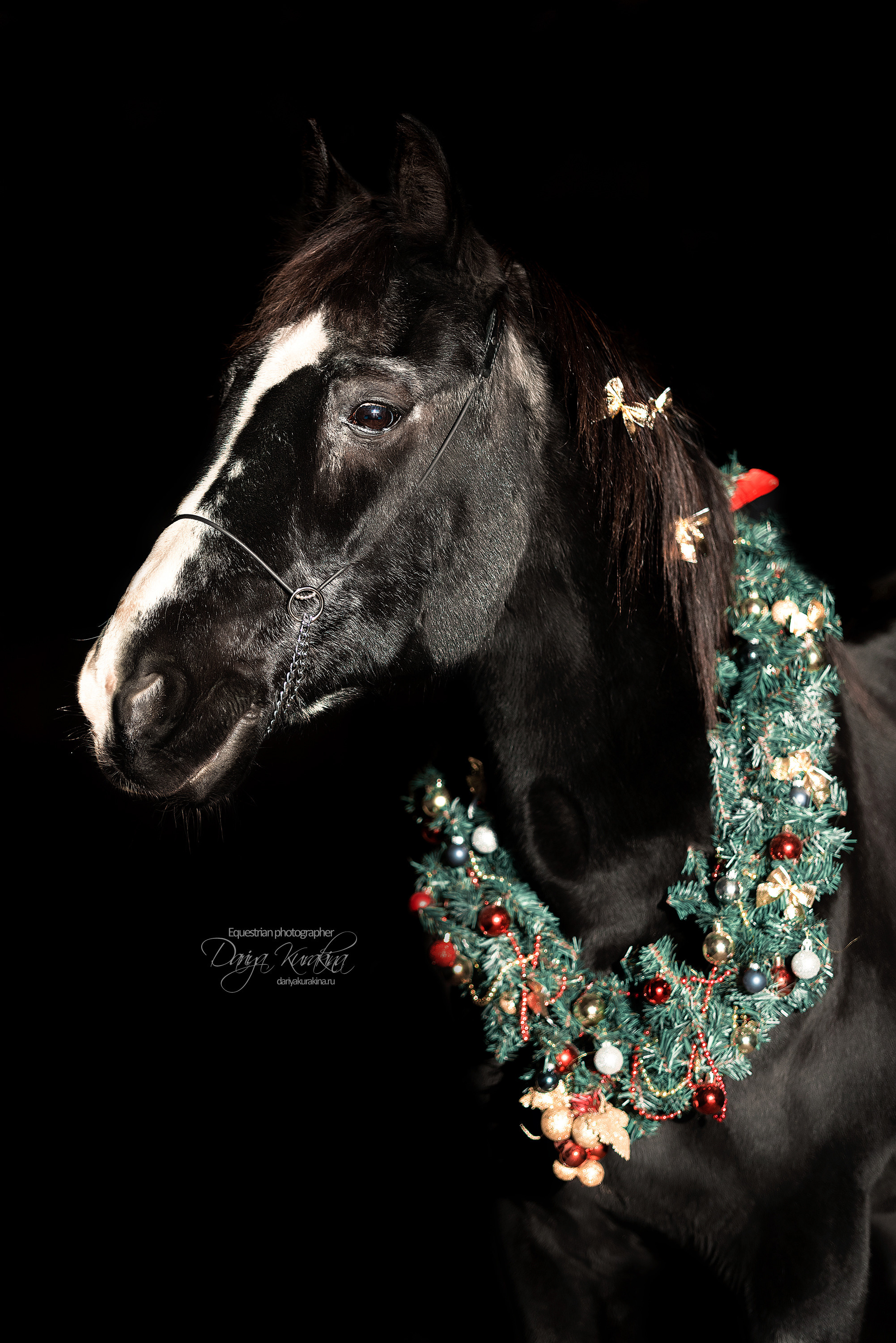 Сияние. Конный фотограф Куракина Дарья • Фотосессии с лошадьми