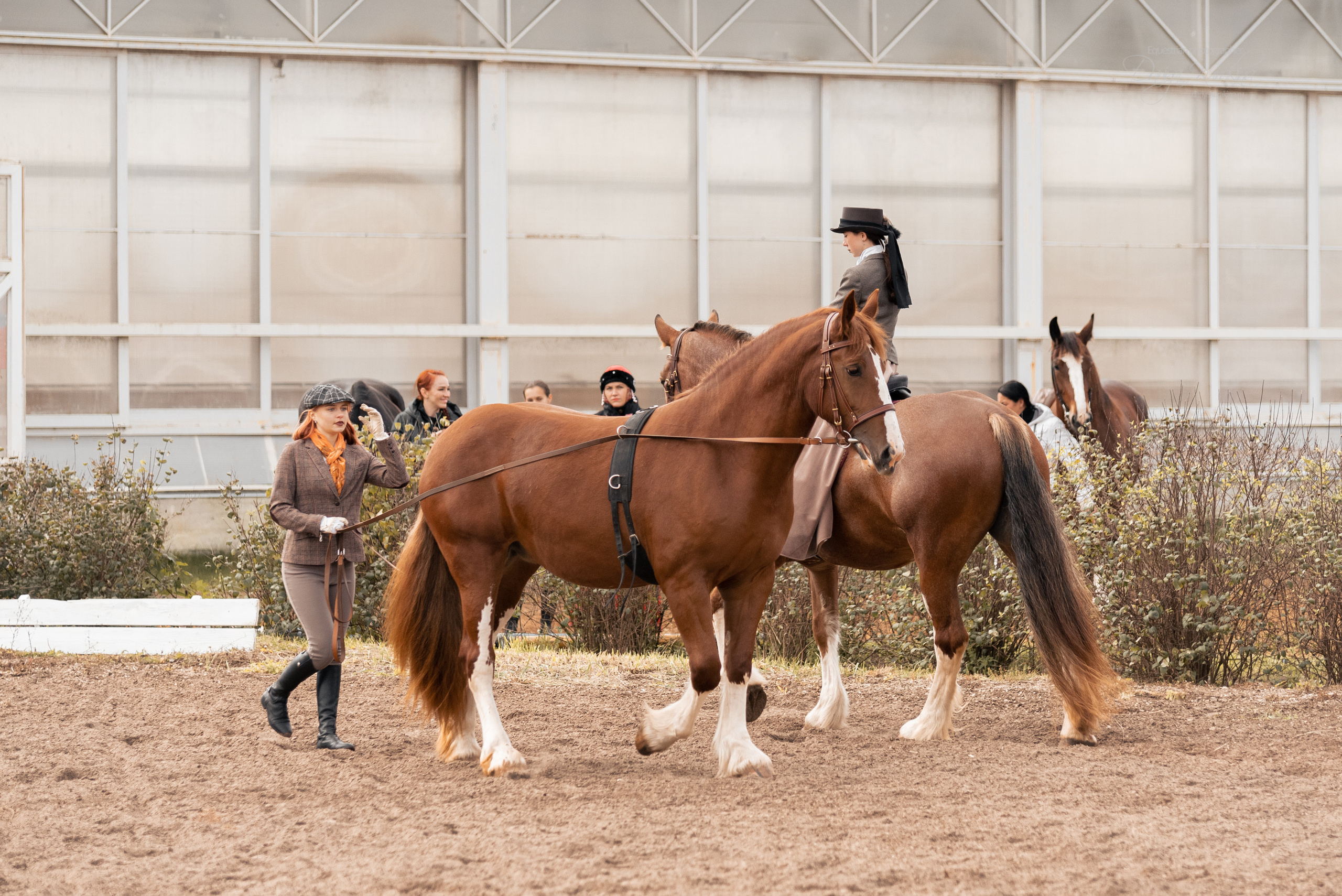 Богдарня. Конный фотограф Куракина Дарья • Фотосессии с лошадьми