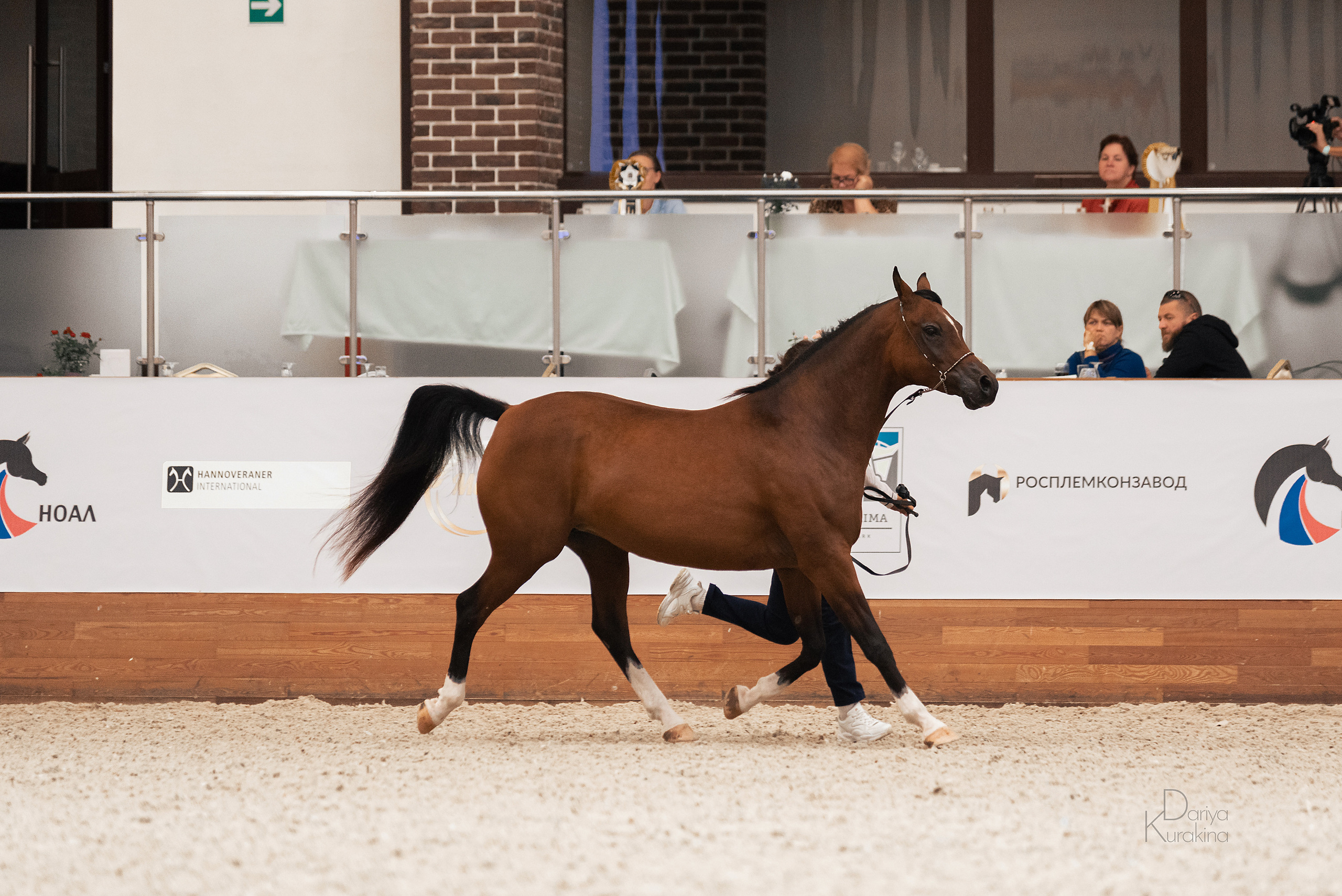 Конная Россия 2021. Конный фотограф Куракина Дарья • Фотосессии с лошадьми