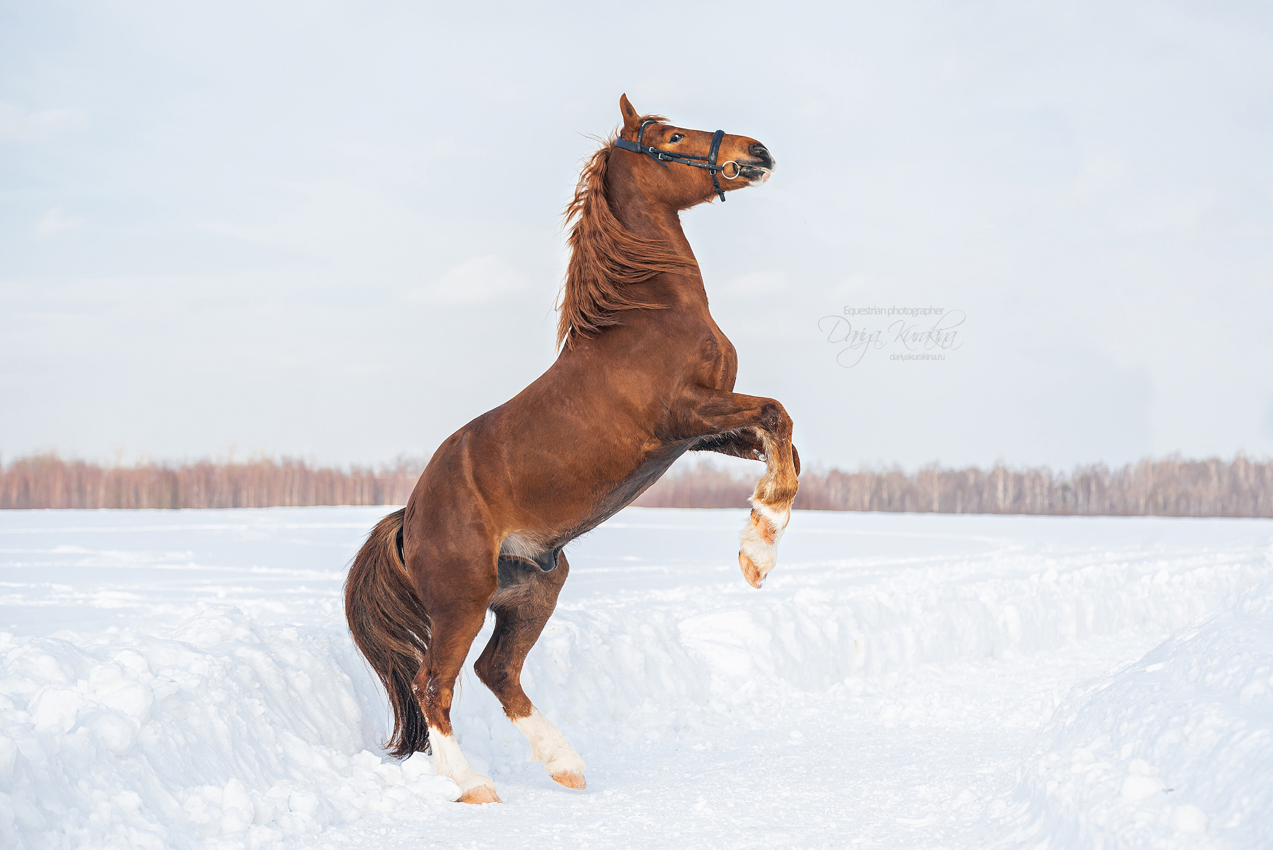 Лиза и Ригард. Конный фотограф Куракина Дарья • Фотосессии с лошадьми