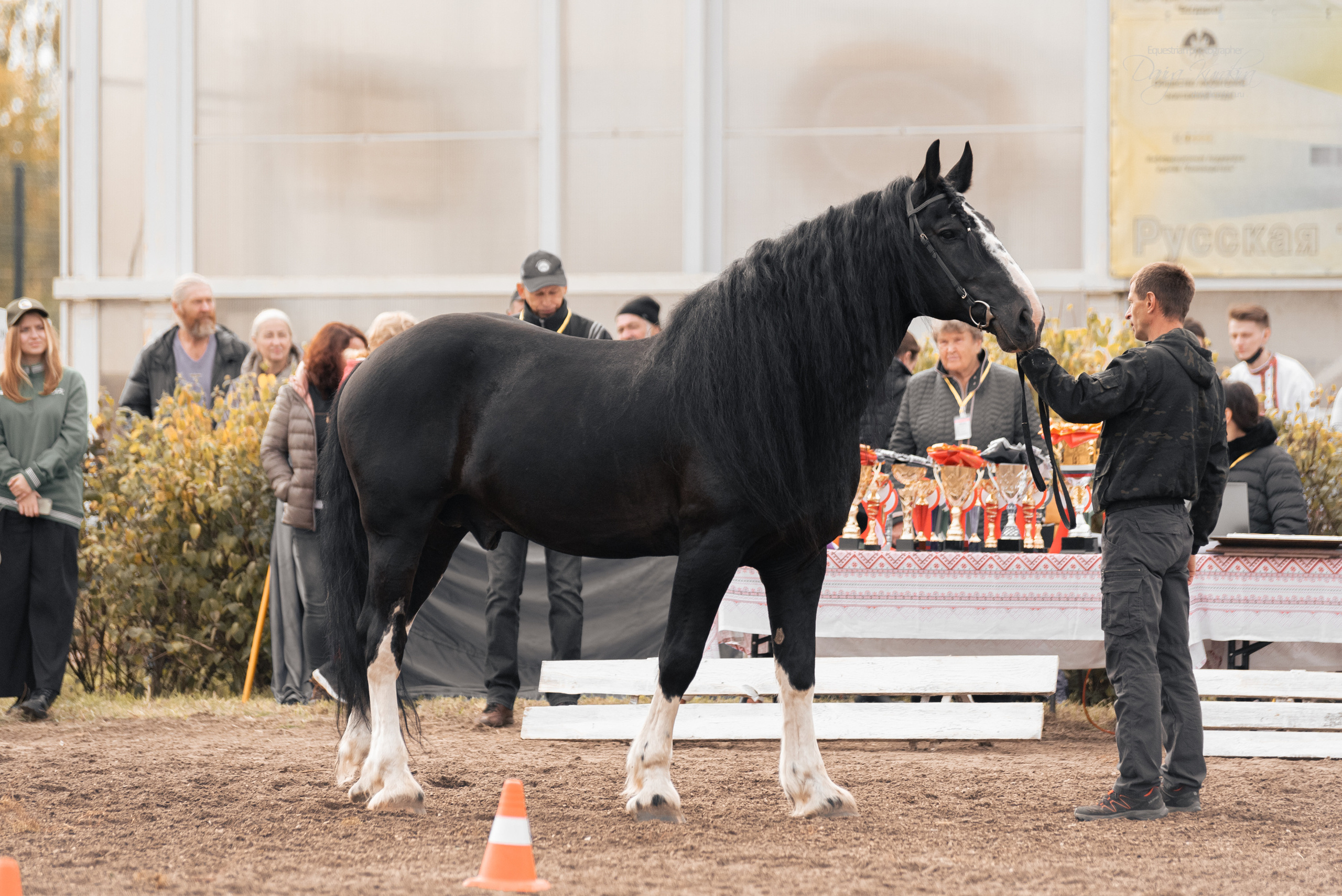 Богдарня. Конный фотограф Куракина Дарья • Фотосессии с лошадьми