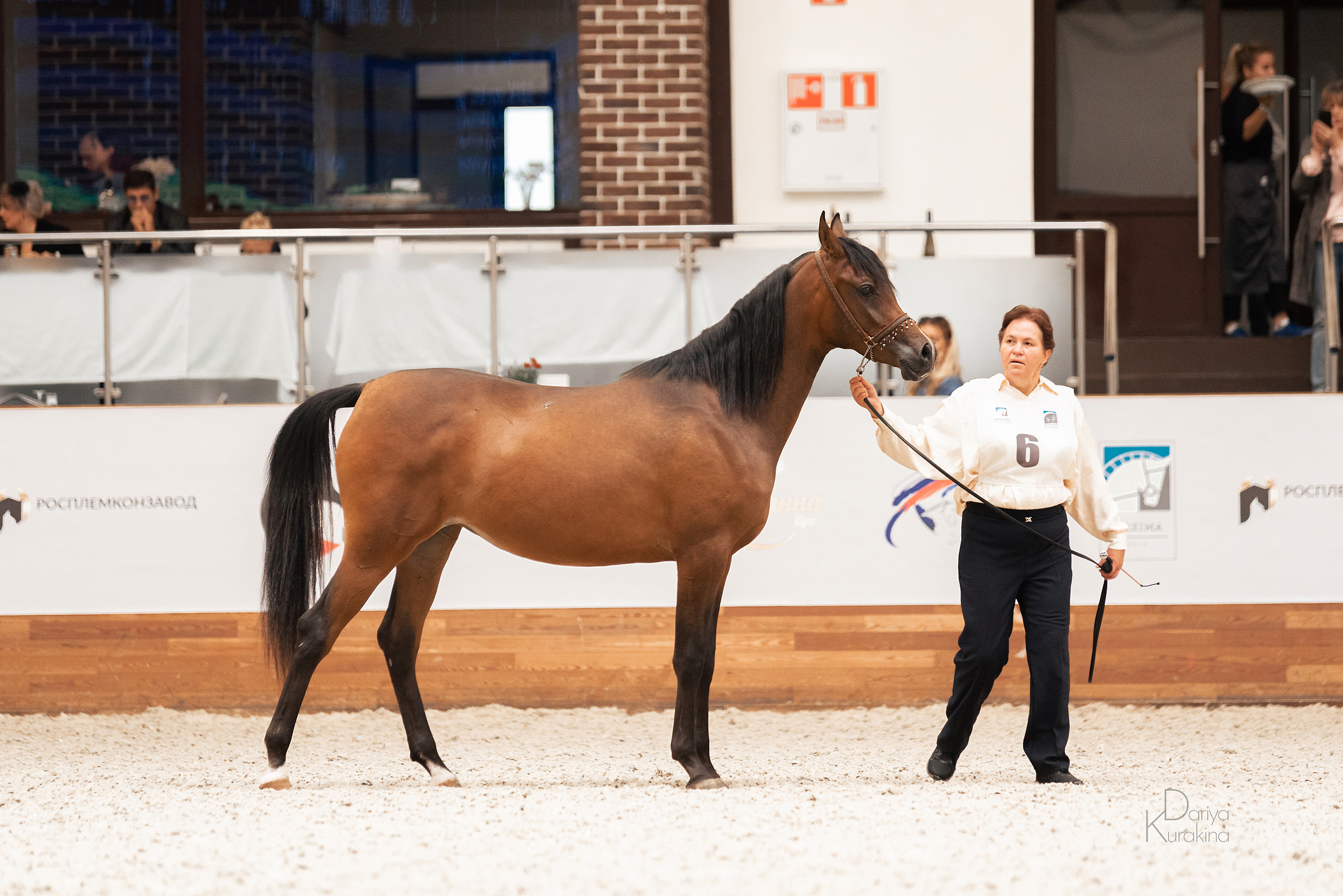 Конная Россия 2021. Конный фотограф Куракина Дарья • Фотосессии с лошадьми
