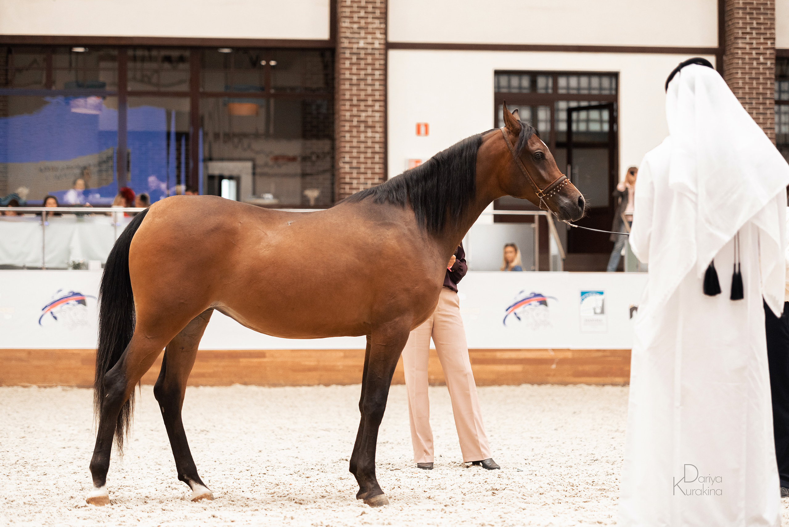 Конная Россия 2021. Конный фотограф Куракина Дарья • Фотосессии с лошадьми