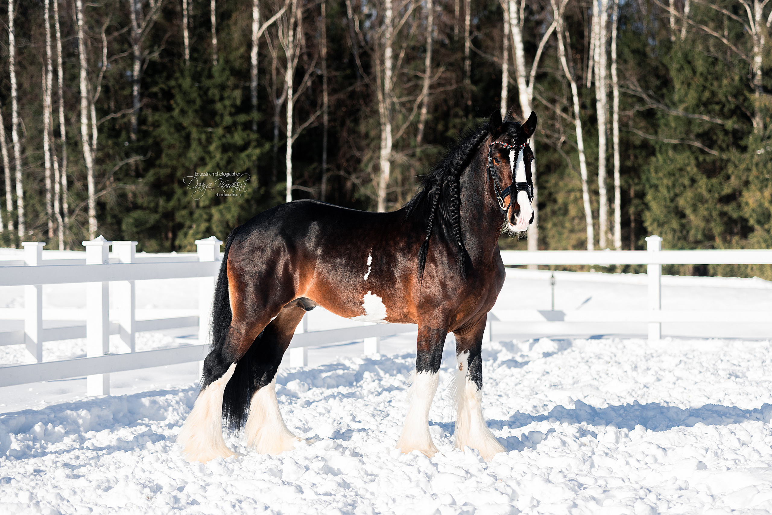 Лафарейдо. Конный фотограф Куракина Дарья • Фотосессии с лошадьми