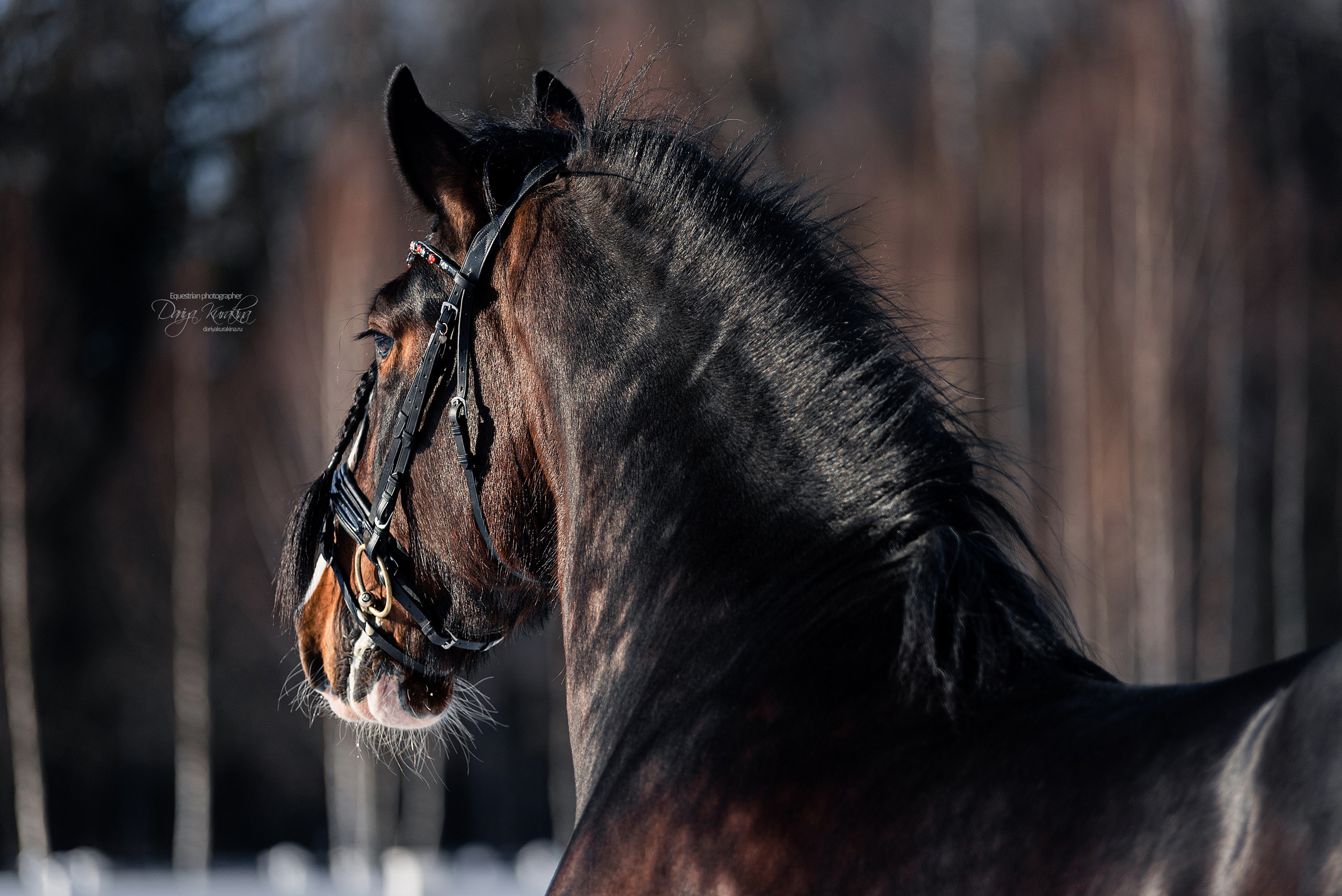Лафарейдо. Конный фотограф Куракина Дарья • Фотосессии с лошадьми