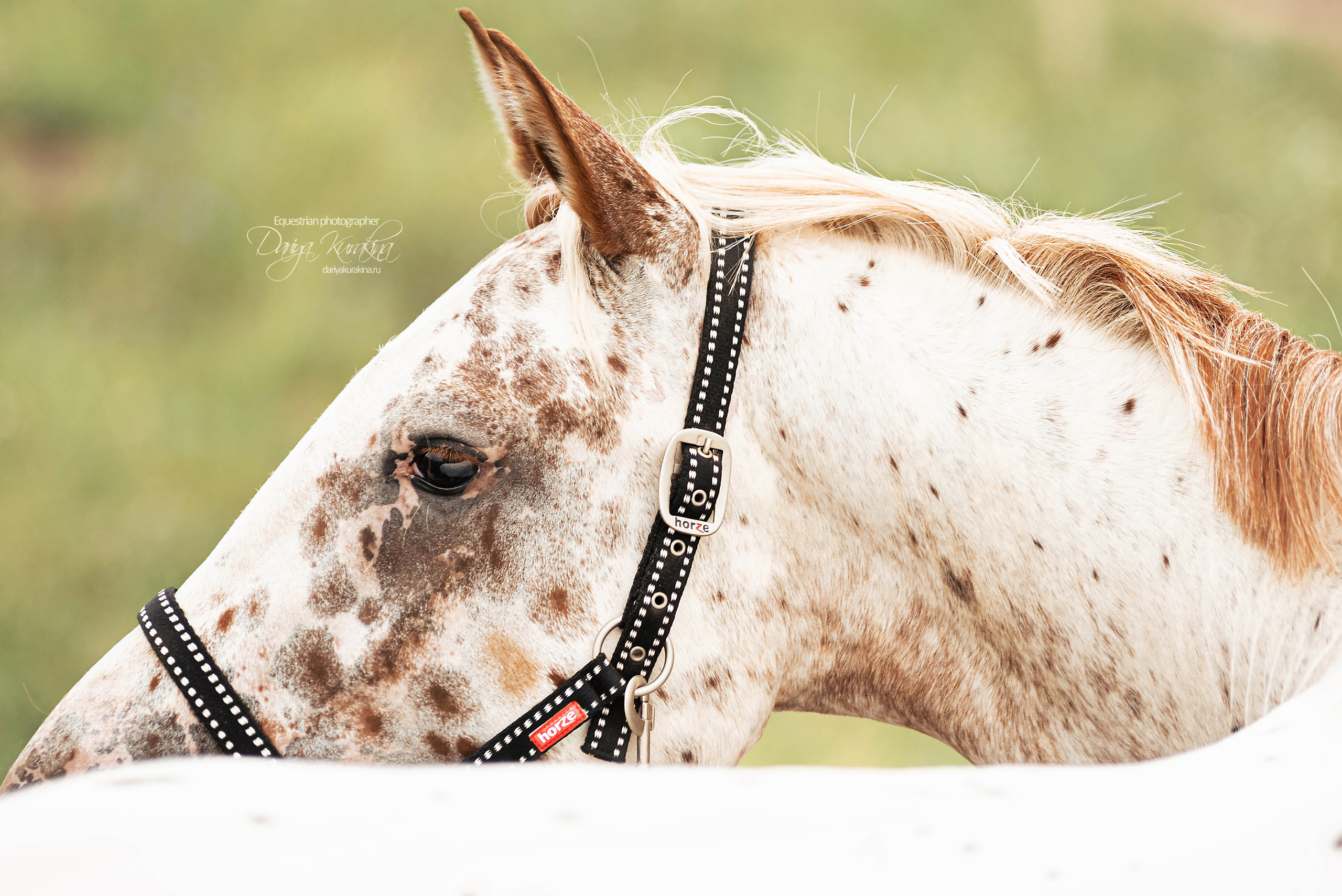 Кнабы. Конный фотограф Куракина Дарья • Фотосессии с лошадьми