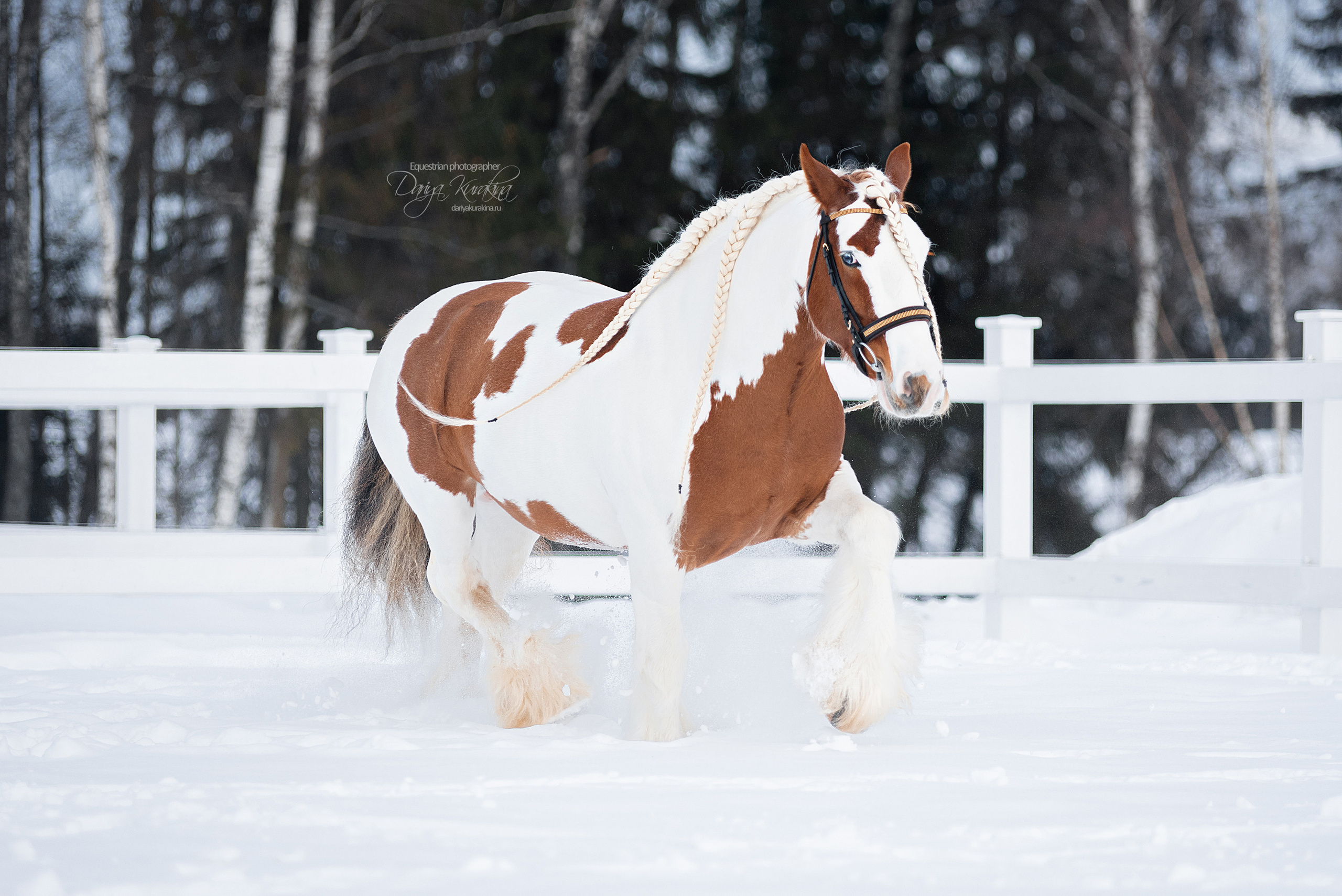 Лафарейдо. Конный фотограф Куракина Дарья • Фотосессии с лошадьми