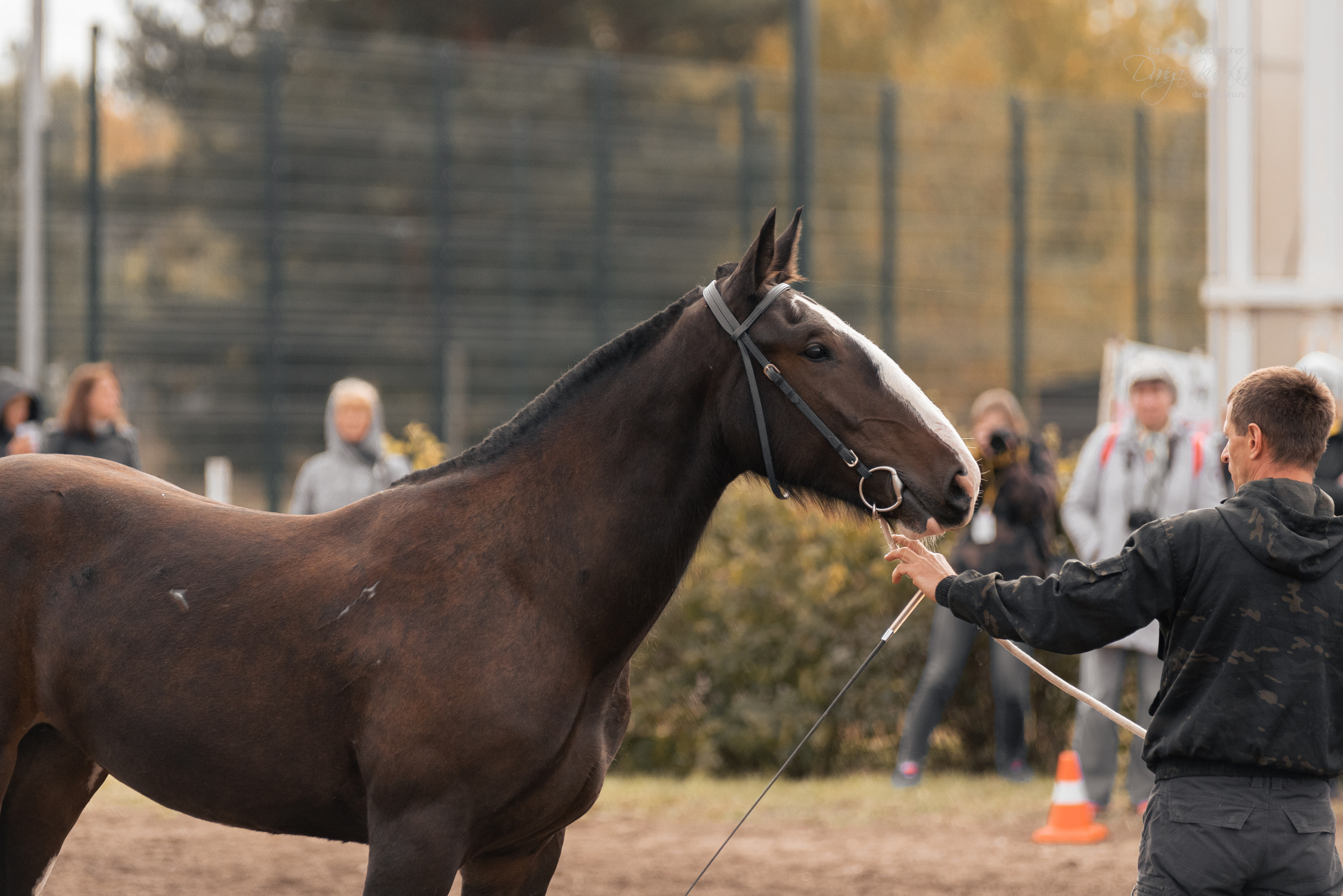 Богдарня. Конный фотограф Куракина Дарья • Фотосессии с лошадьми