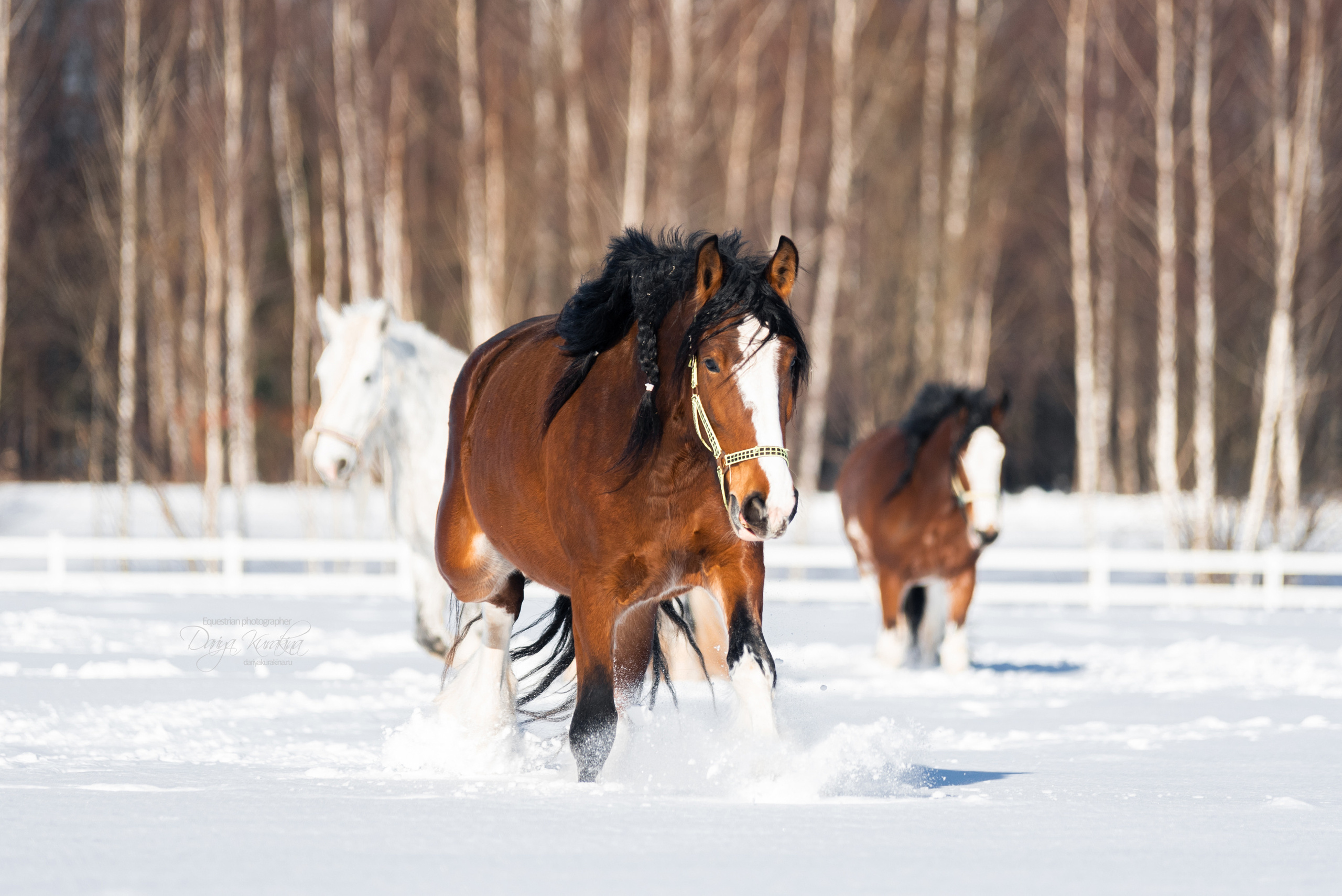 Лафарейдо. Конный фотограф Куракина Дарья • Фотосессии с лошадьми