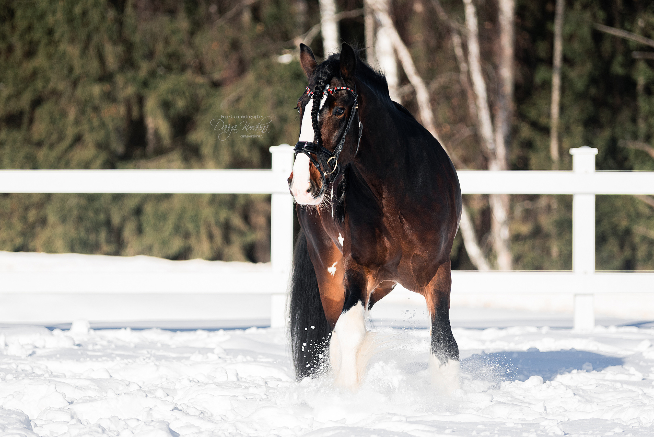 Лафарейдо. Конный фотограф Куракина Дарья • Фотосессии с лошадьми