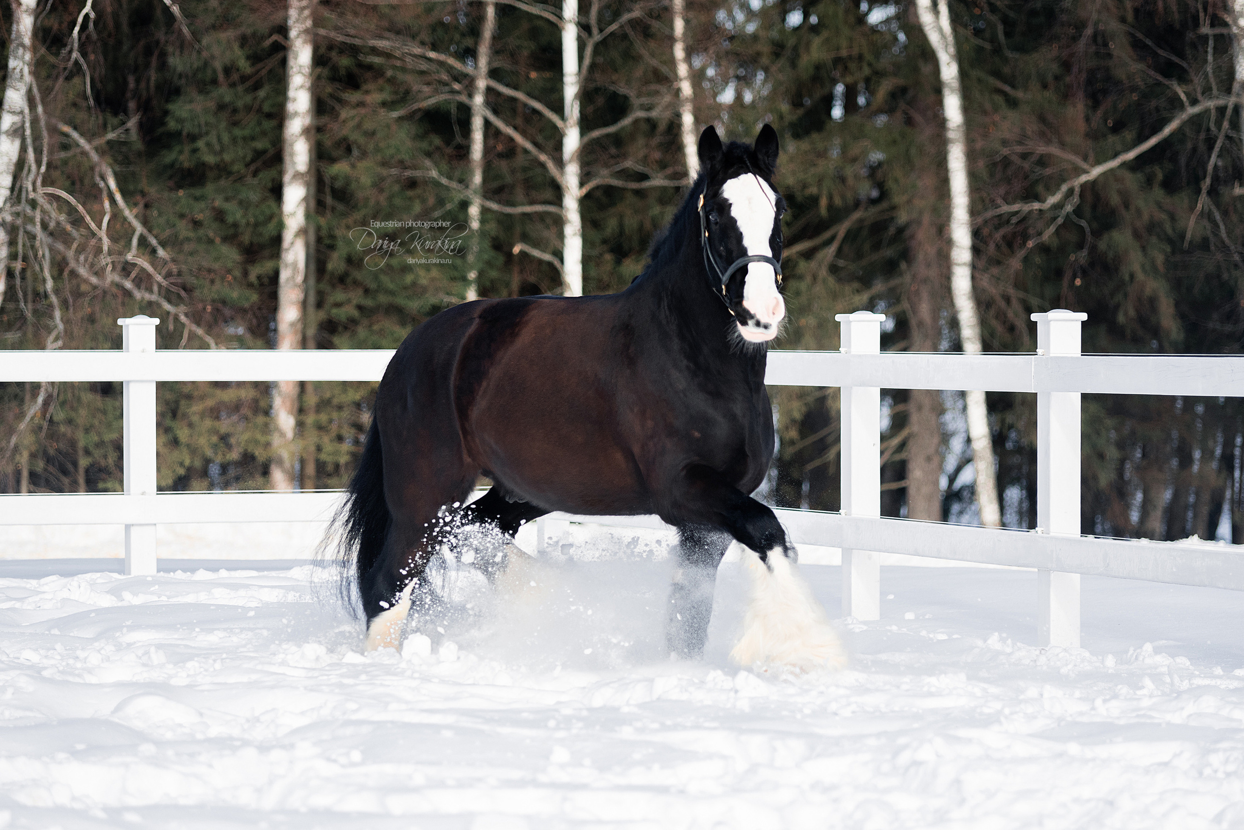 Лафарейдо. Конный фотограф Куракина Дарья • Фотосессии с лошадьми