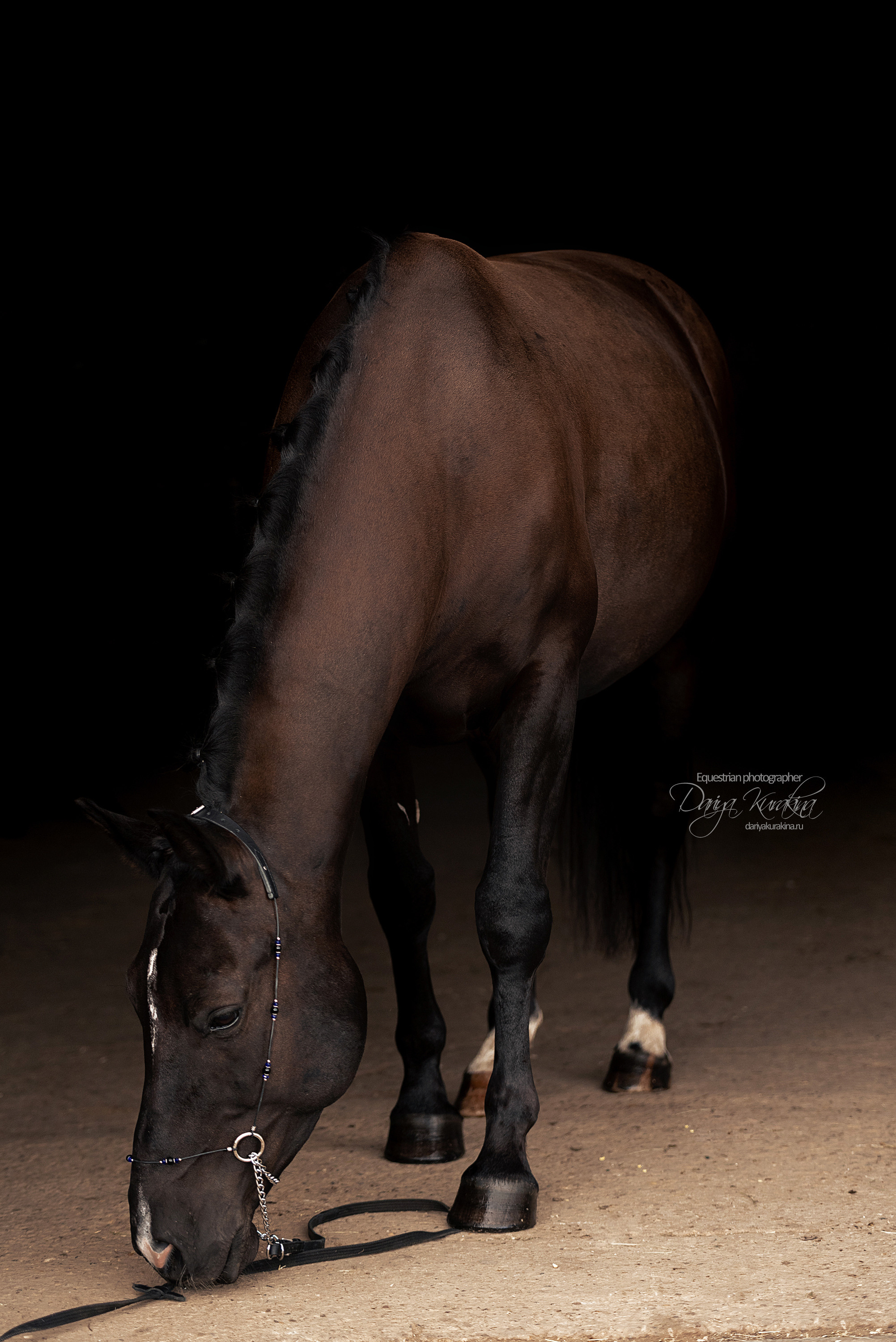 Джей Z. Конный фотограф Куракина Дарья • Фотосессии с лошадьми