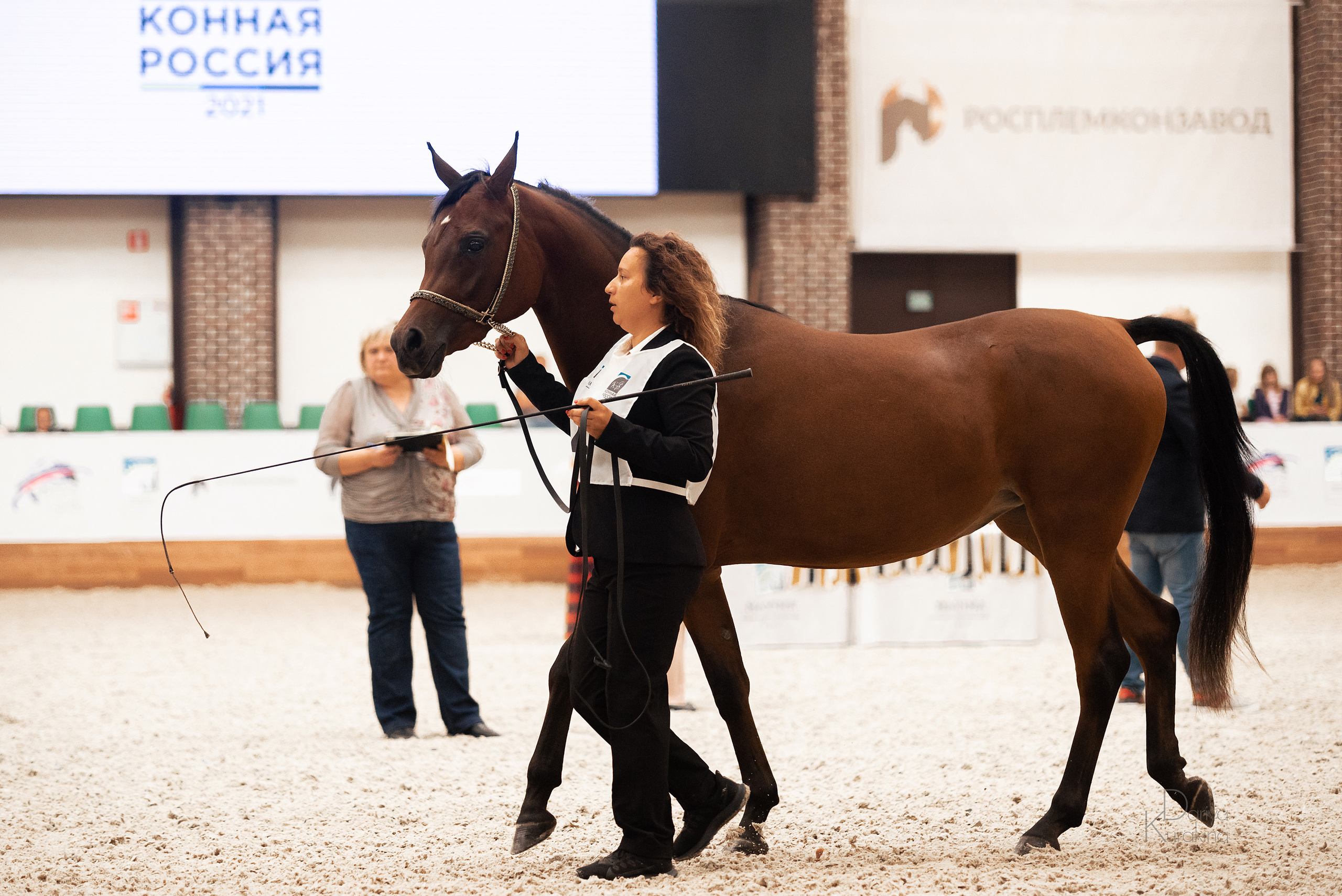 Конная Россия 2021. Конный фотограф Куракина Дарья • Фотосессии с лошадьми