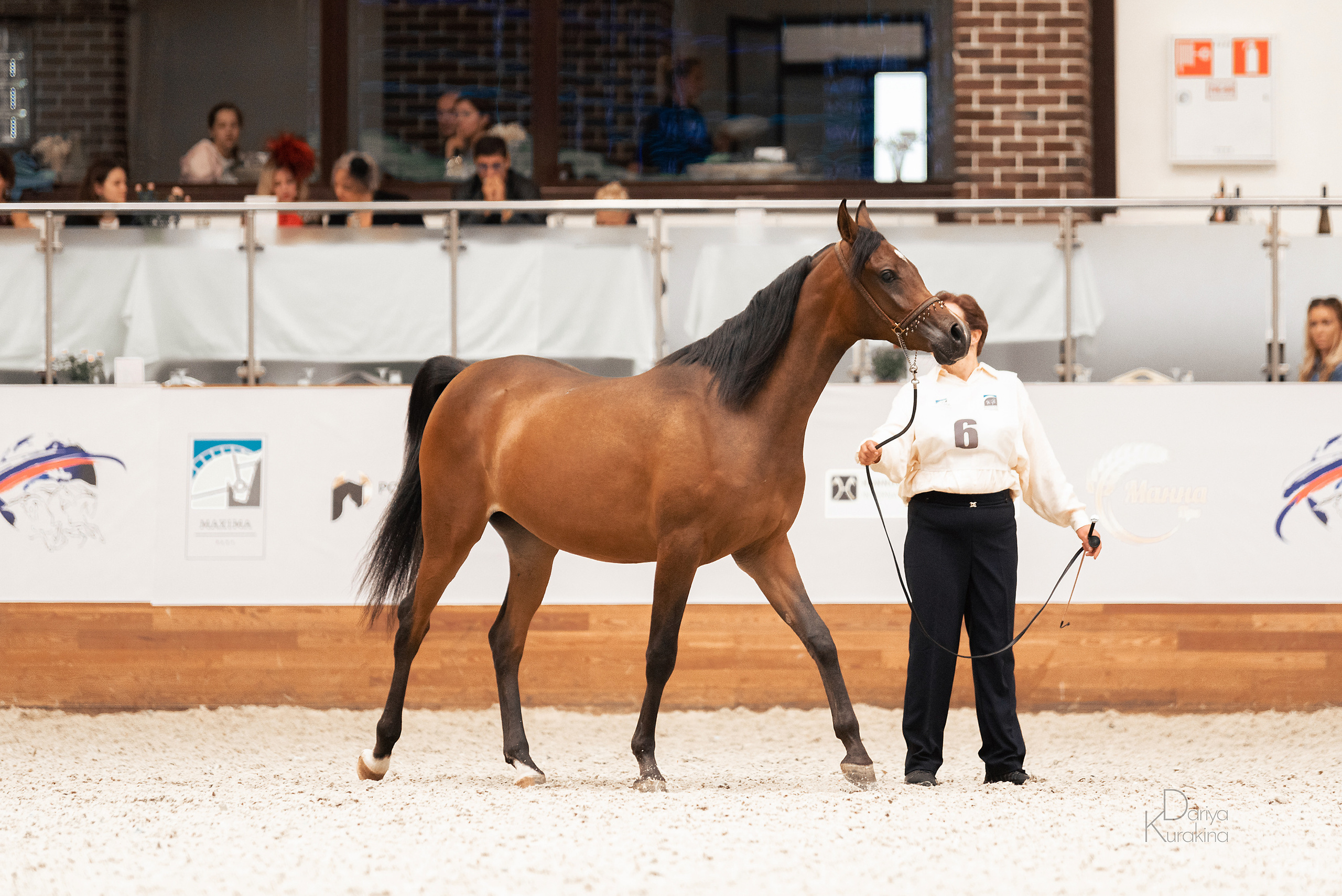 Конная Россия 2021. Конный фотограф Куракина Дарья • Фотосессии с лошадьми