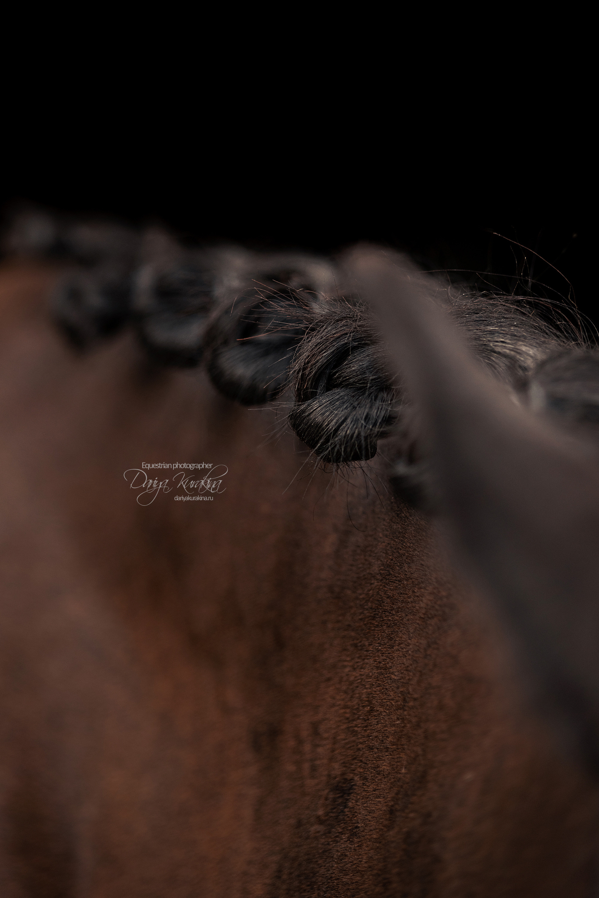 Джей Z. Конный фотограф Куракина Дарья • Фотосессии с лошадьми
