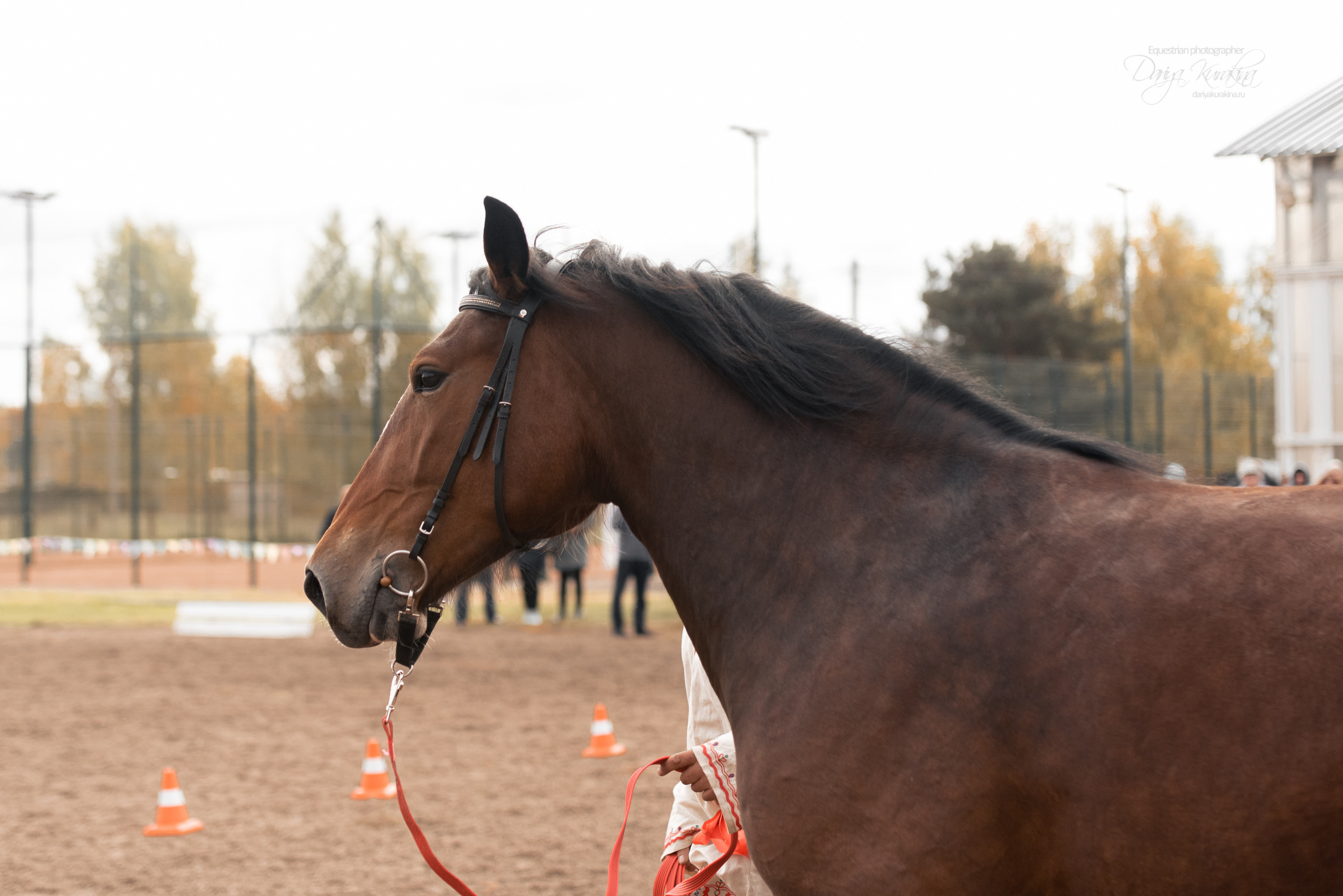 Богдарня. Конный фотограф Куракина Дарья • Фотосессии с лошадьми
