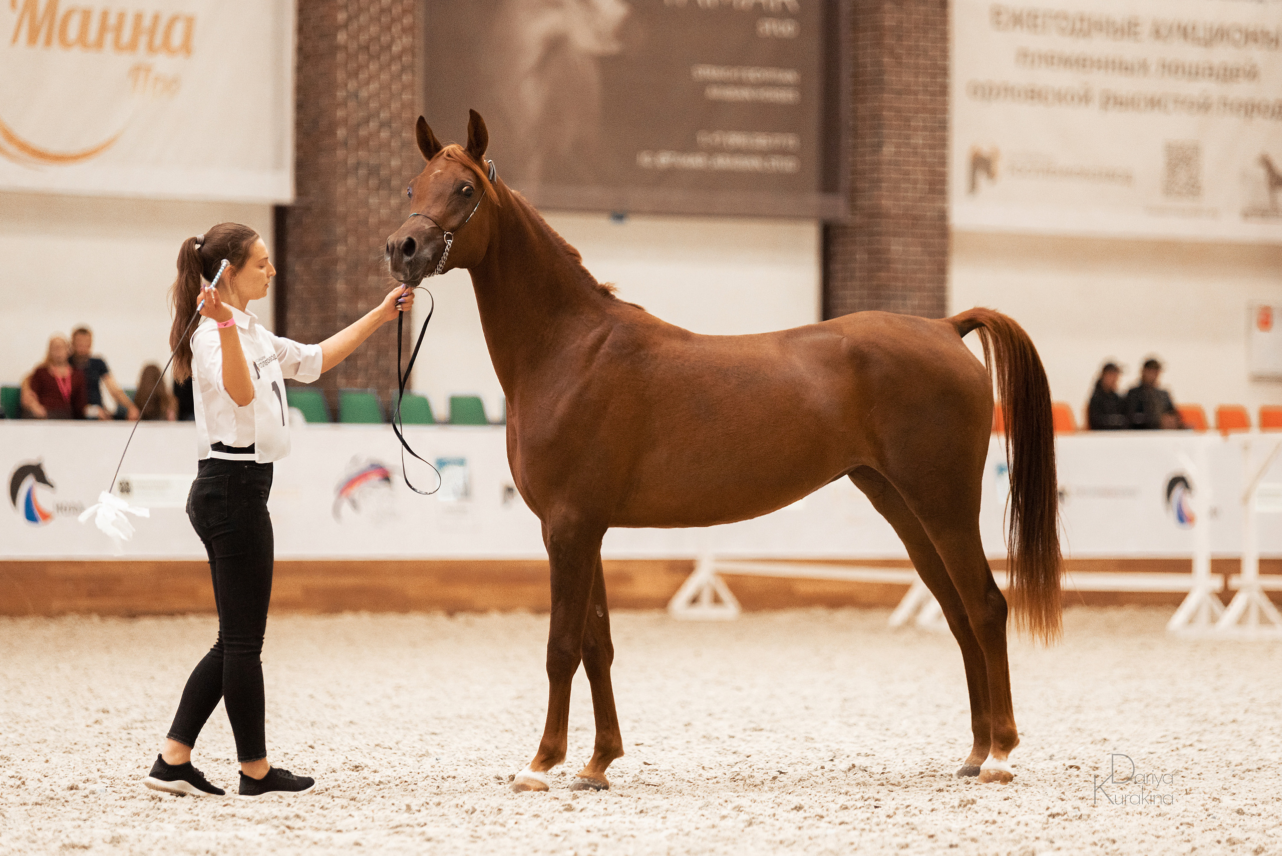 Конная Россия 2021. Конный фотограф Куракина Дарья • Фотосессии с лошадьми