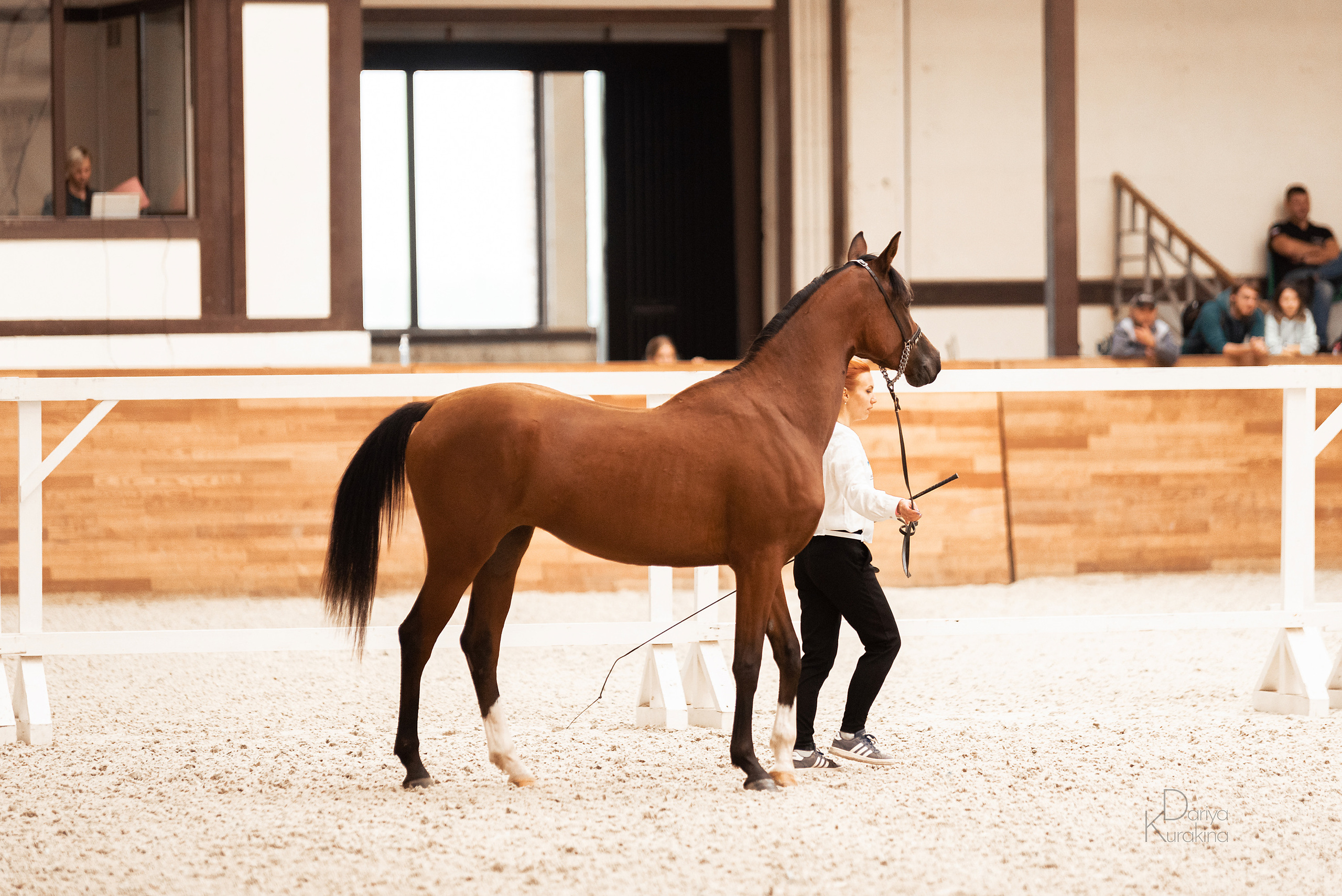 Конная Россия 2021. Конный фотограф Куракина Дарья • Фотосессии с лошадьми