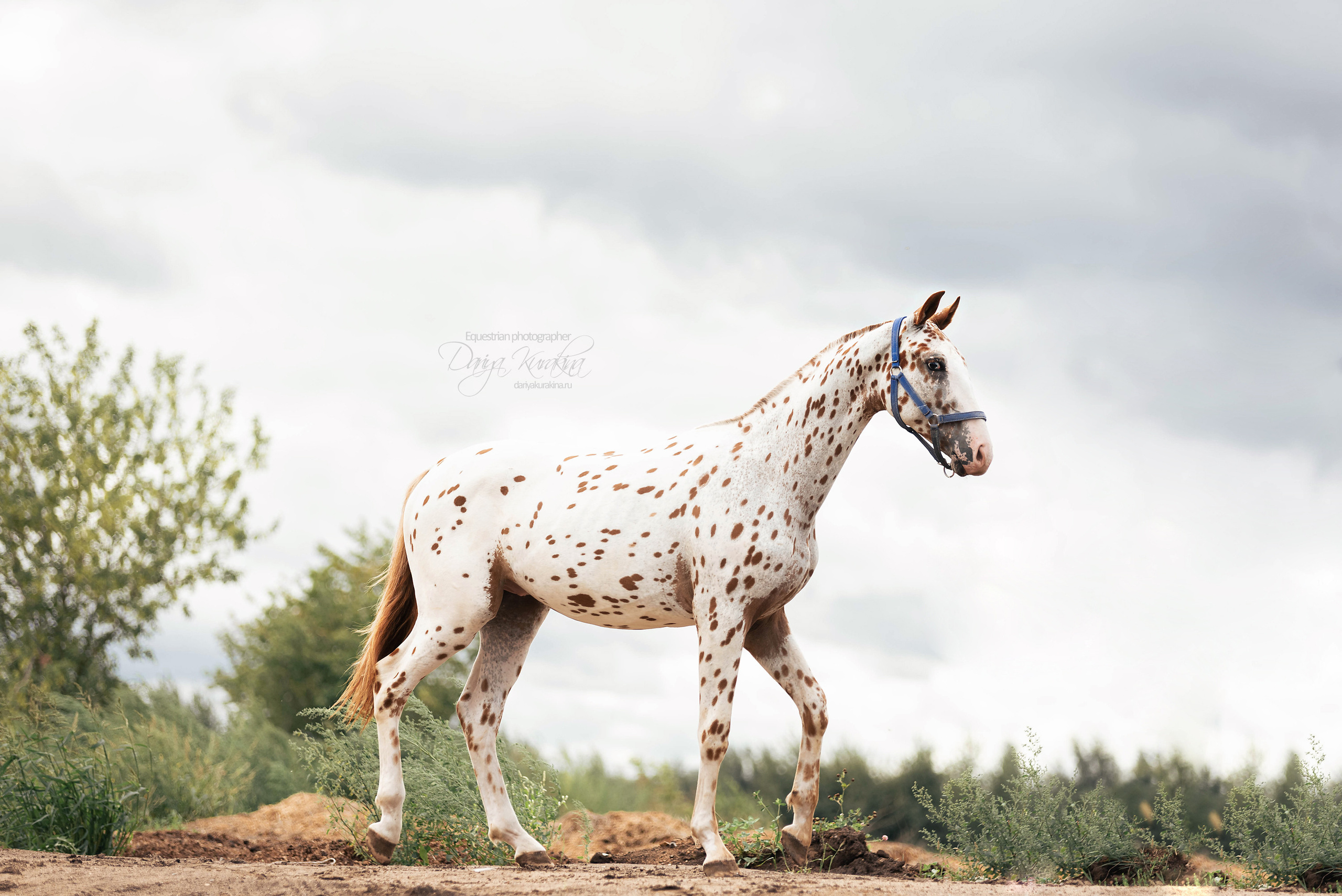 Кнабы. Конный фотограф Куракина Дарья • Фотосессии с лошадьми