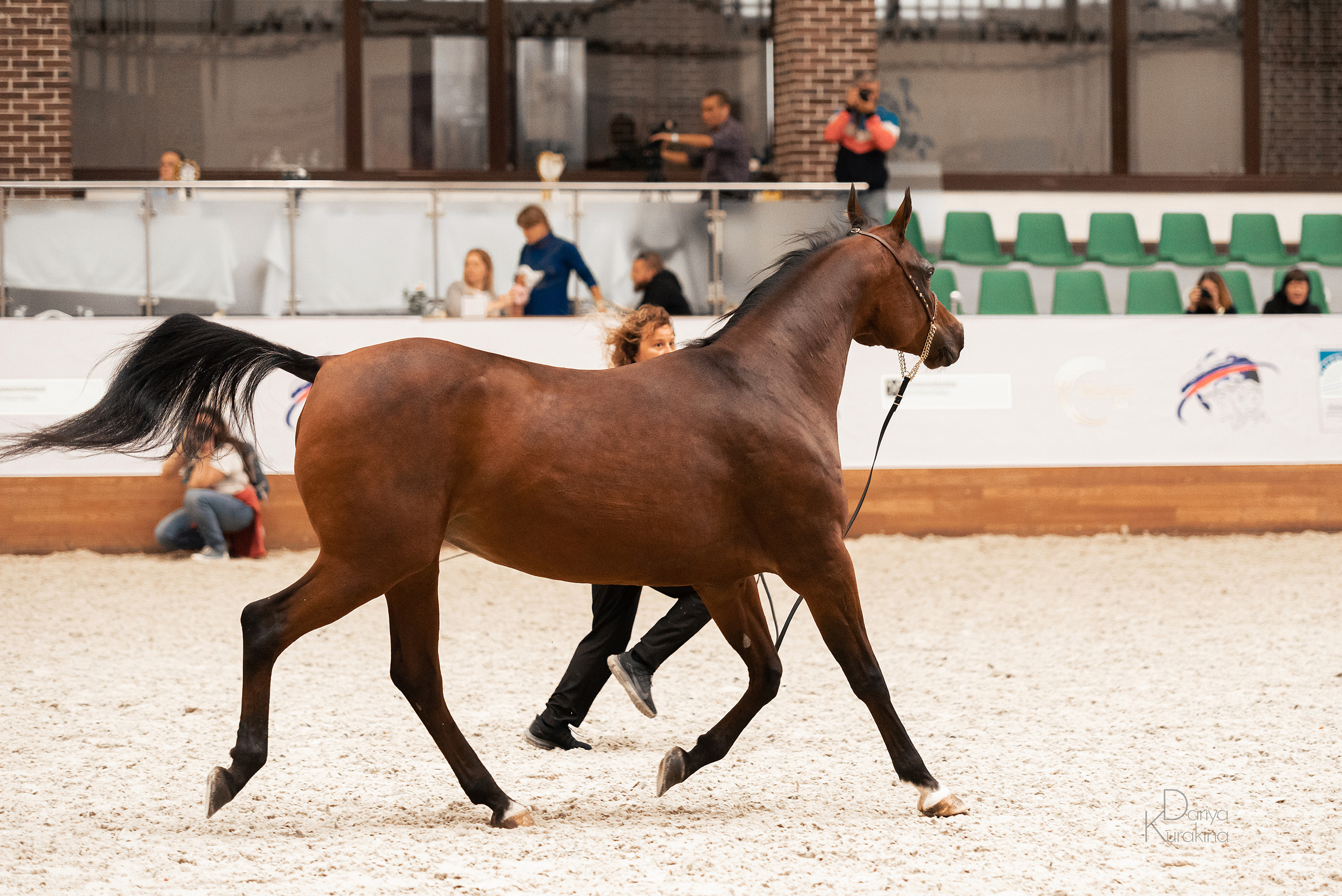 Конная Россия 2021. Конный фотограф Куракина Дарья • Фотосессии с лошадьми