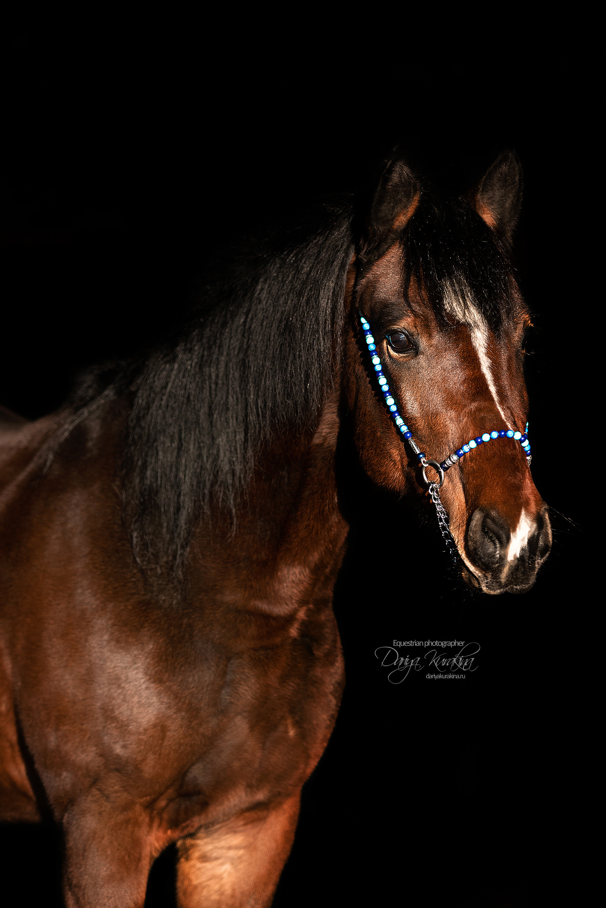 Сияние. Конный фотограф Куракина Дарья • Фотосессии с лошадьми