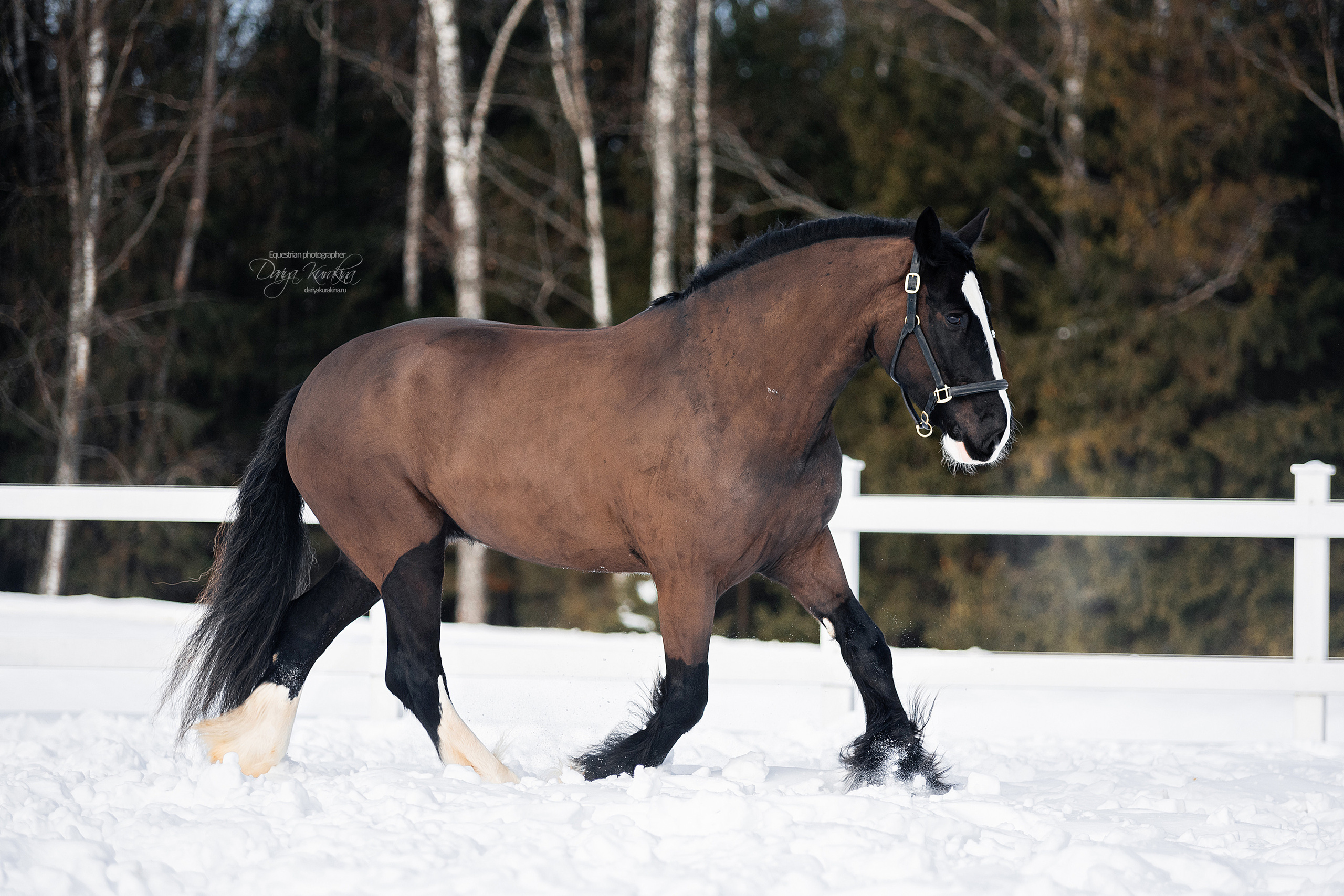 Лафарейдо. Конный фотограф Куракина Дарья • Фотосессии с лошадьми