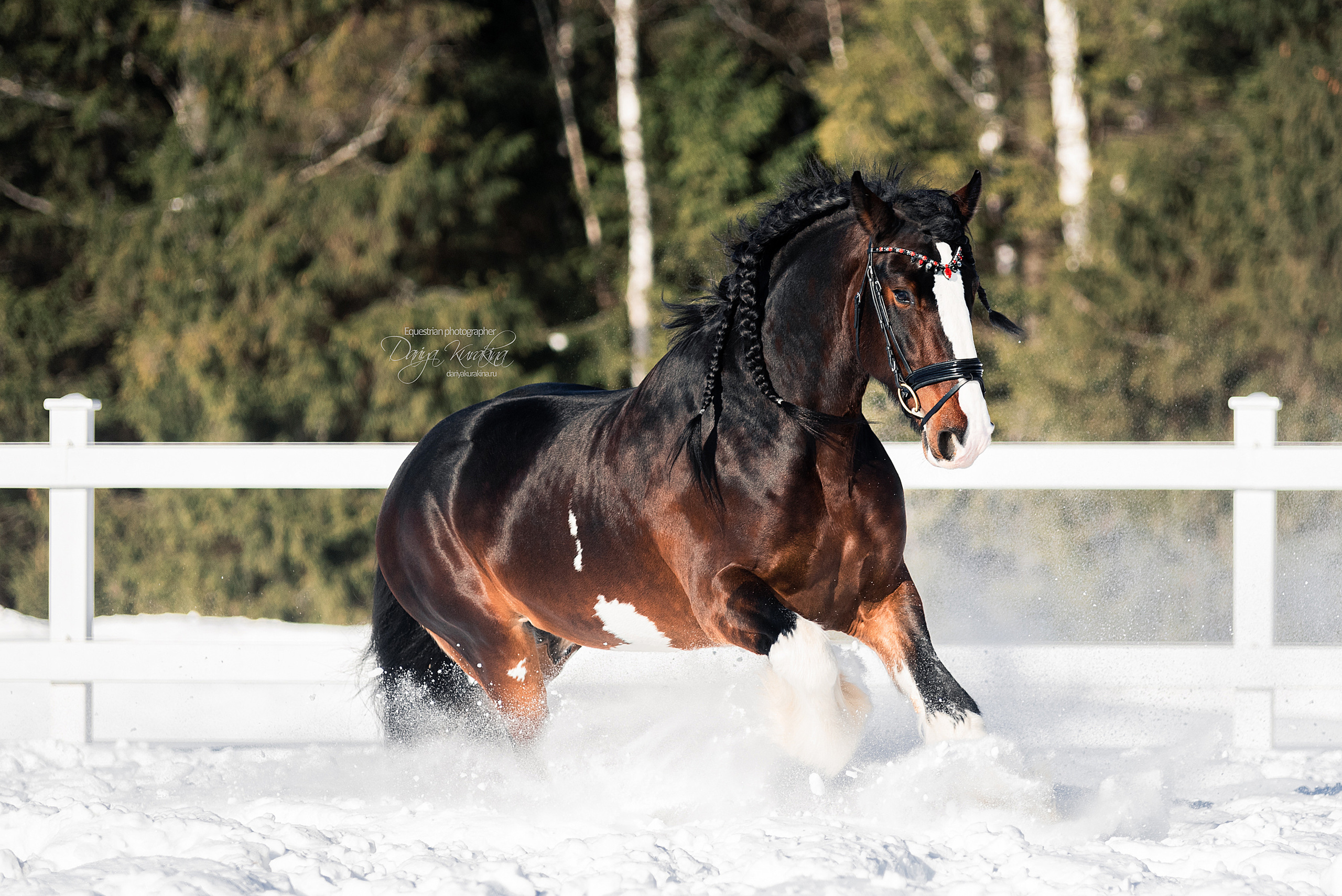 Лафарейдо. Конный фотограф Куракина Дарья • Фотосессии с лошадьми