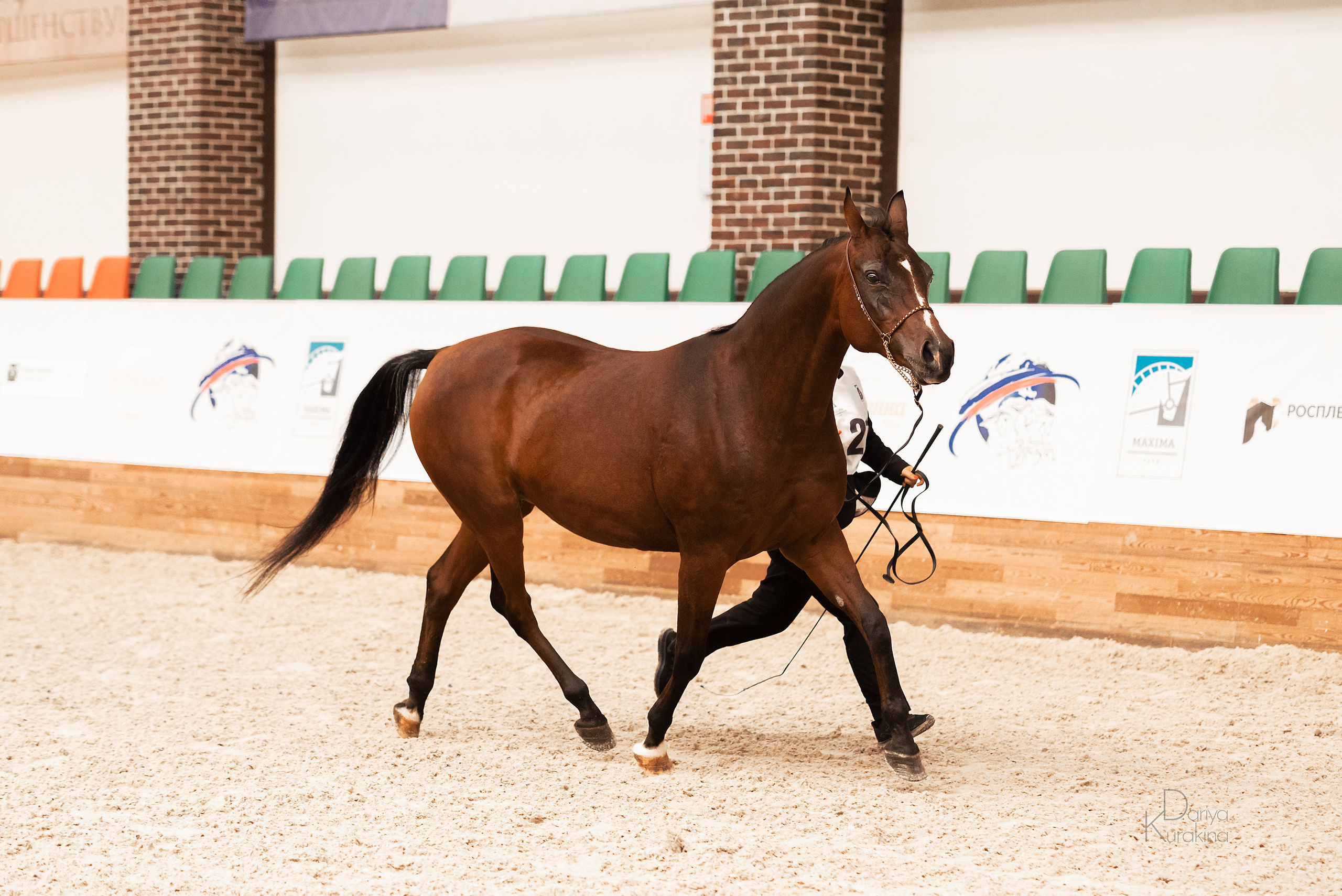 Конная Россия 2021. Конный фотограф Куракина Дарья • Фотосессии с лошадьми