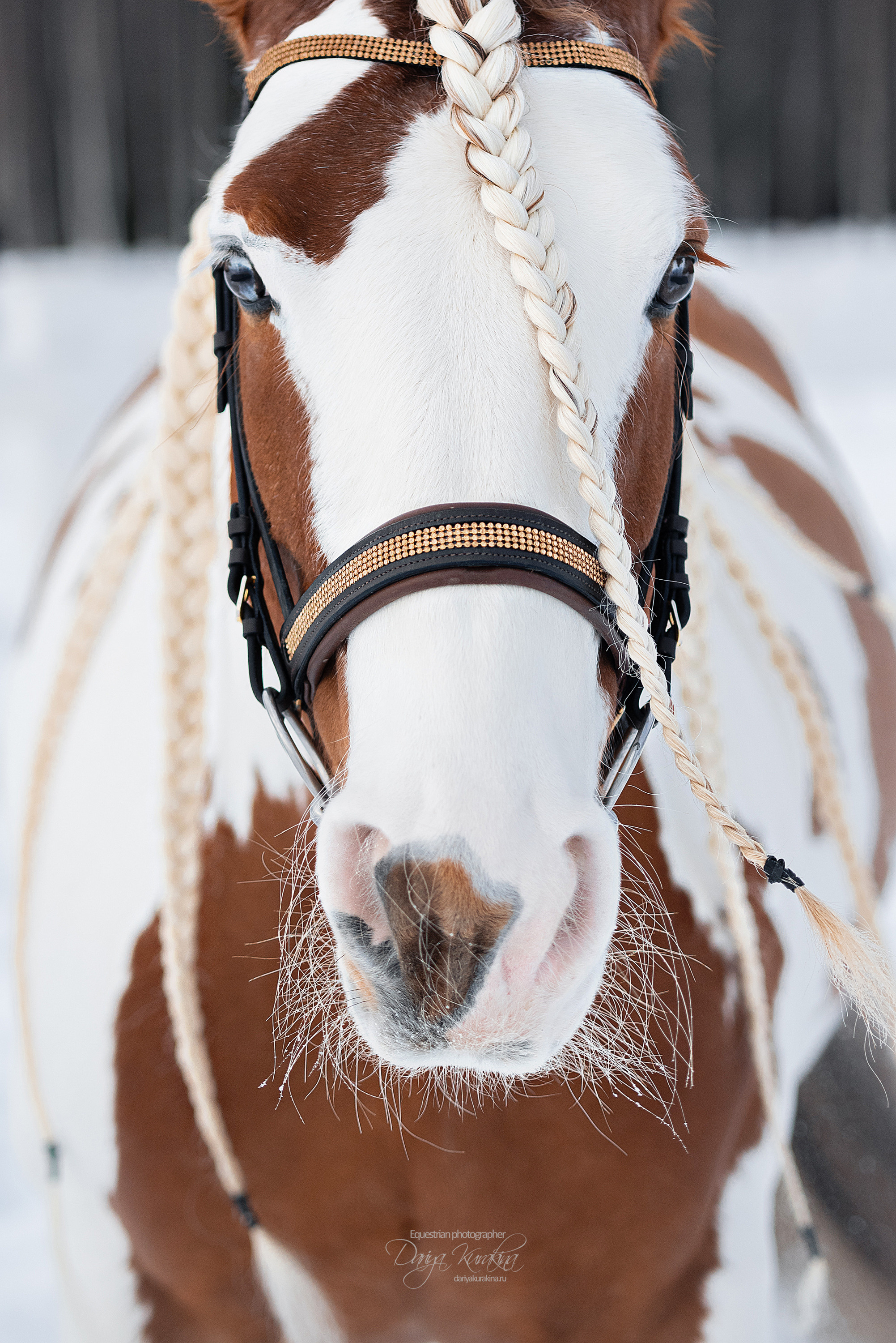 Лафарейдо. Конный фотограф Куракина Дарья • Фотосессии с лошадьми